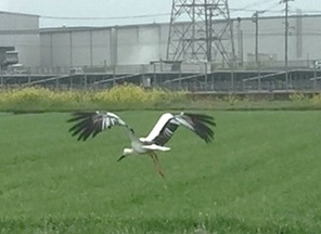 コウノトリ2