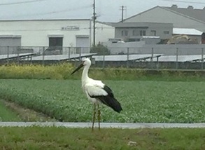 コウノトリ3