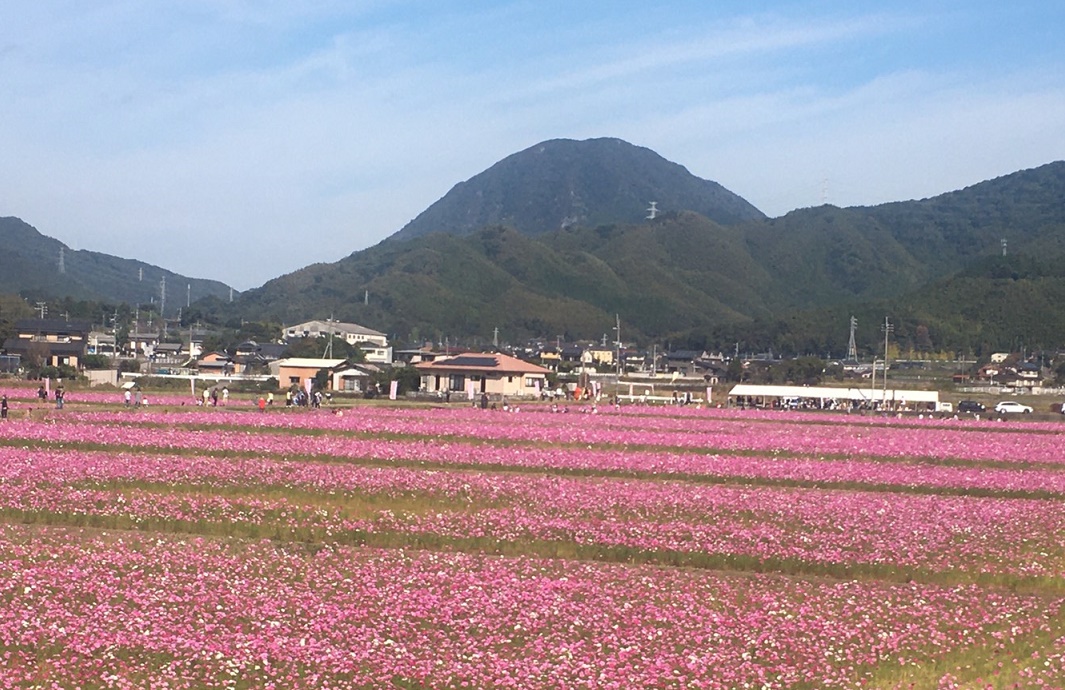 宮原コスモス園