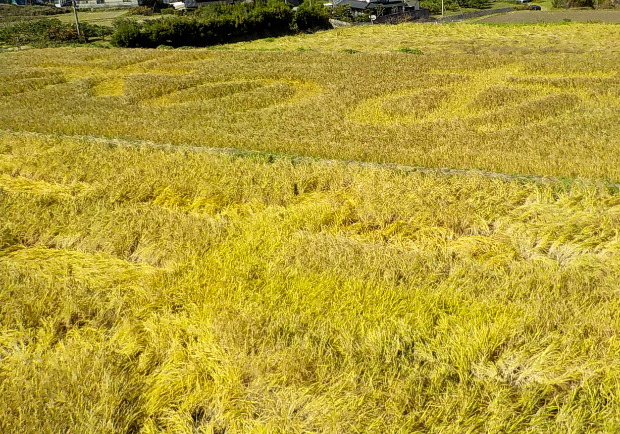 稲刈り前の田んぼアート