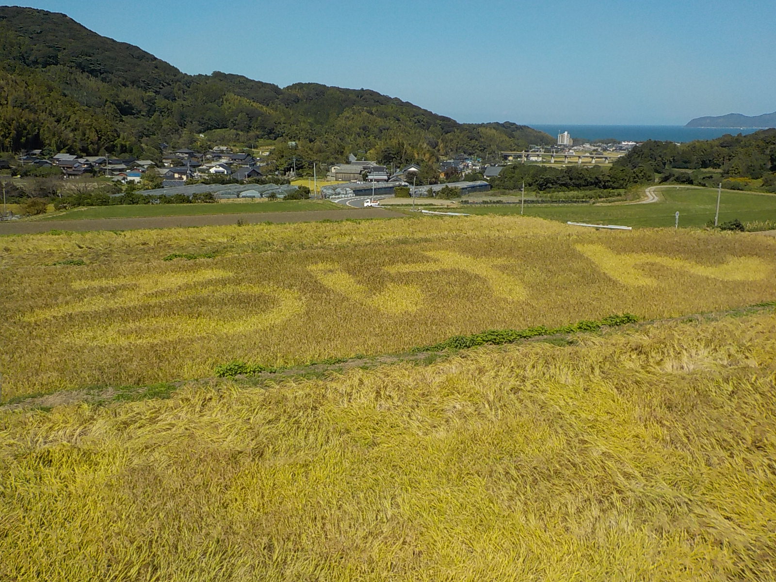 稲刈り前の田んぼアート全景