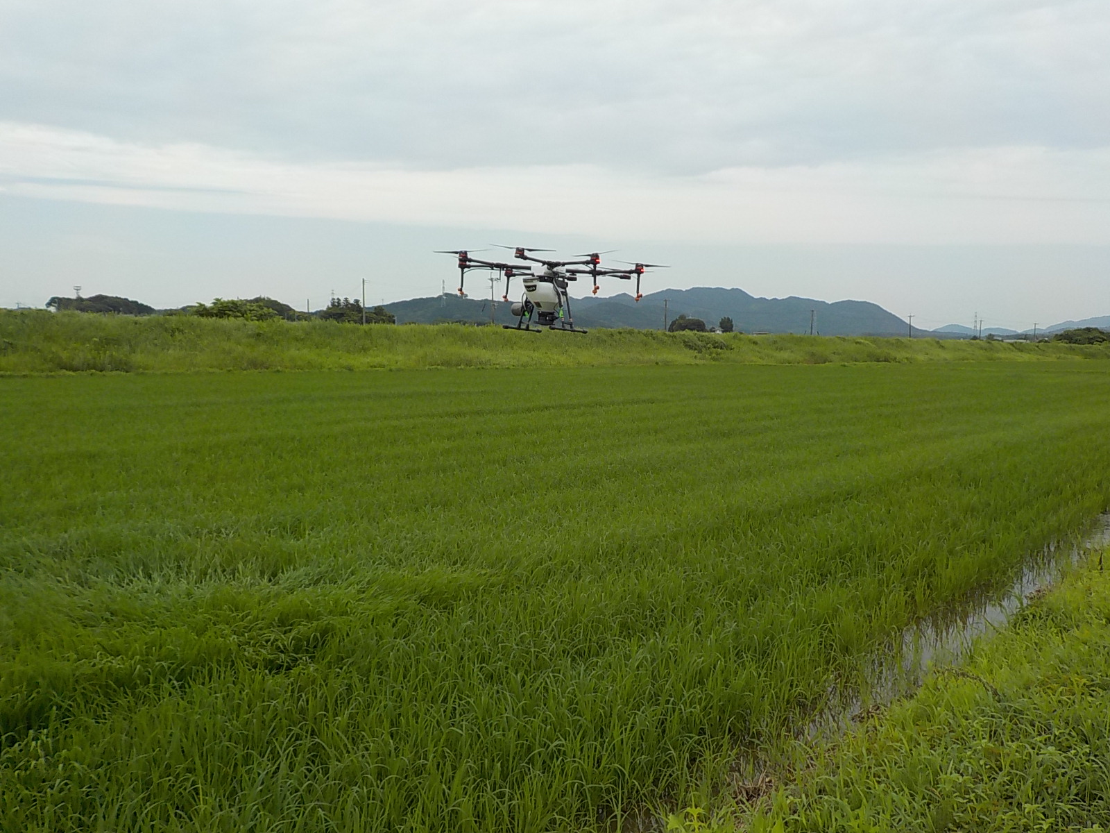 ドローンによる水稲への防除作業（粒剤散布）