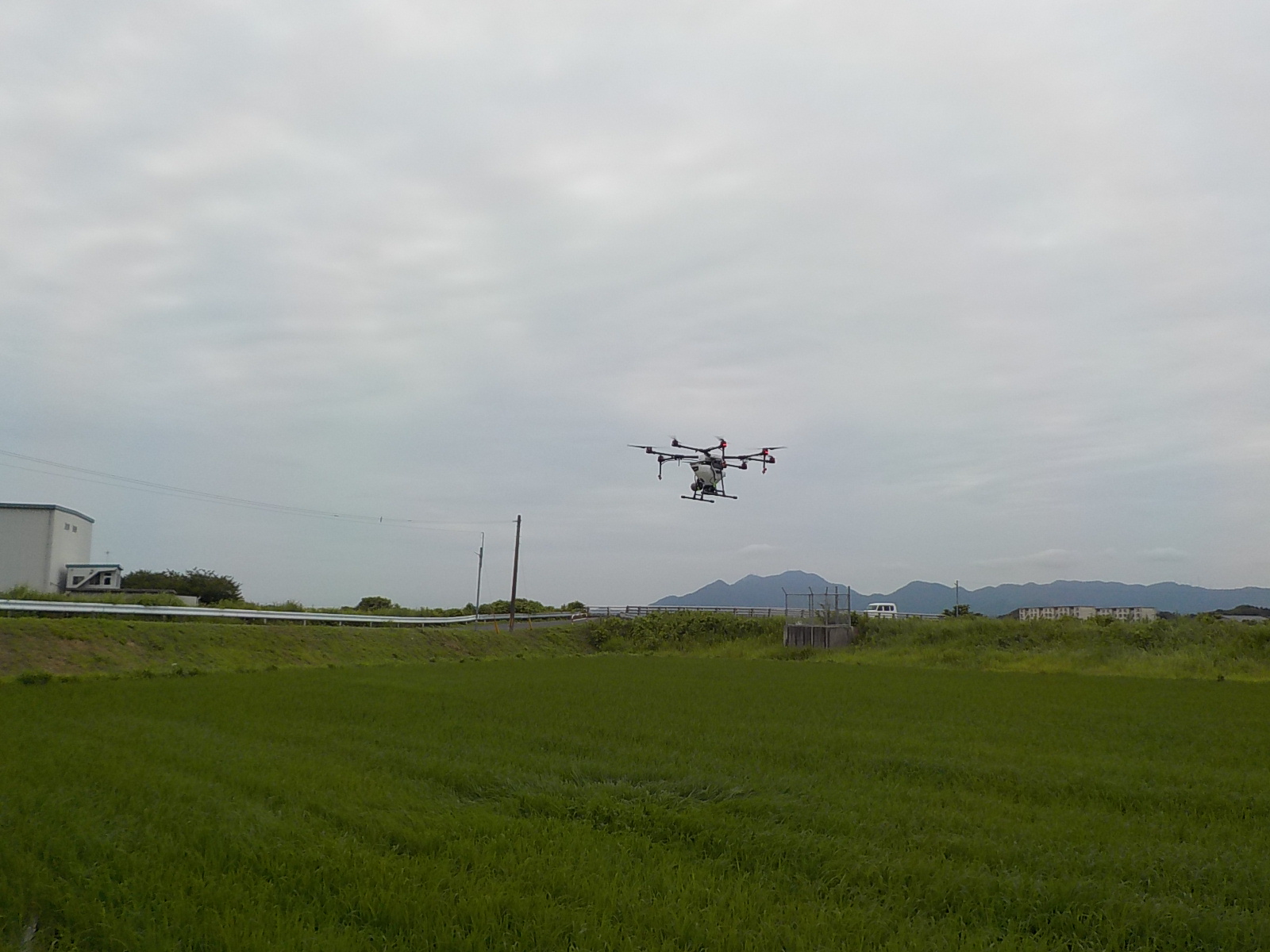 水稲の上空を飛行しながら粒剤を散布するドローン