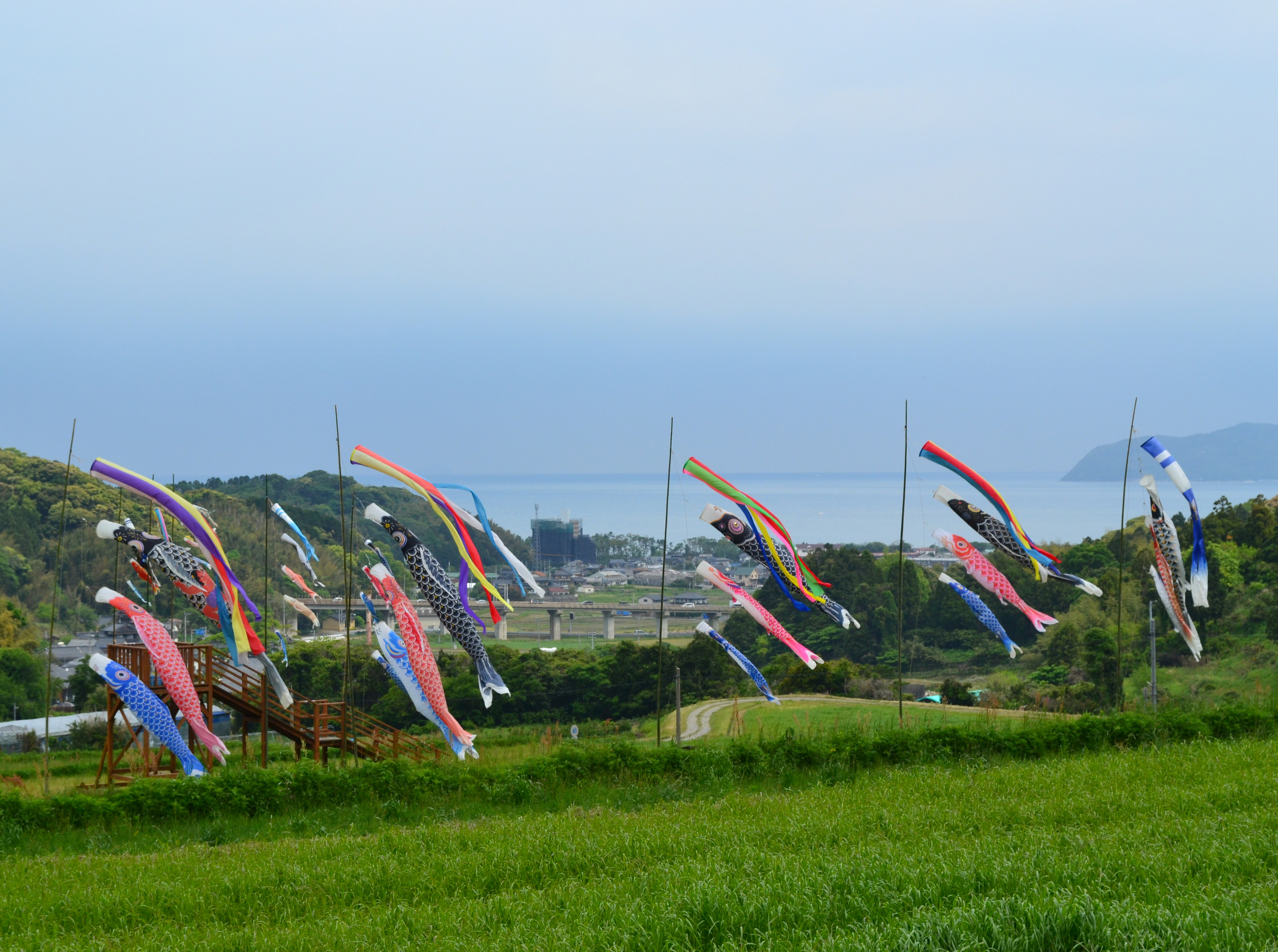 鯉のぼり全景