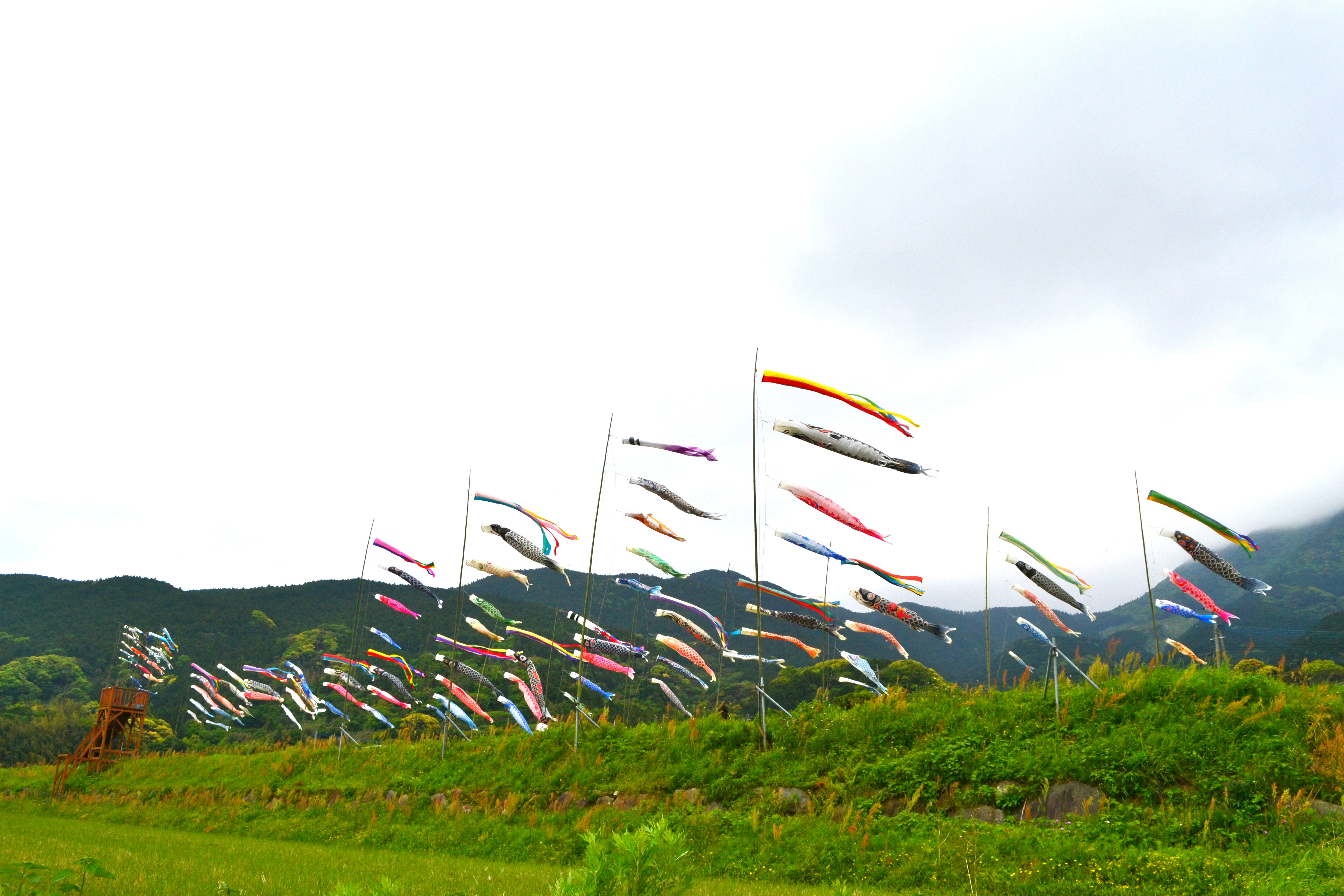 山々を背景に棚田に広がった鯉のぼりが泳ぐ様子