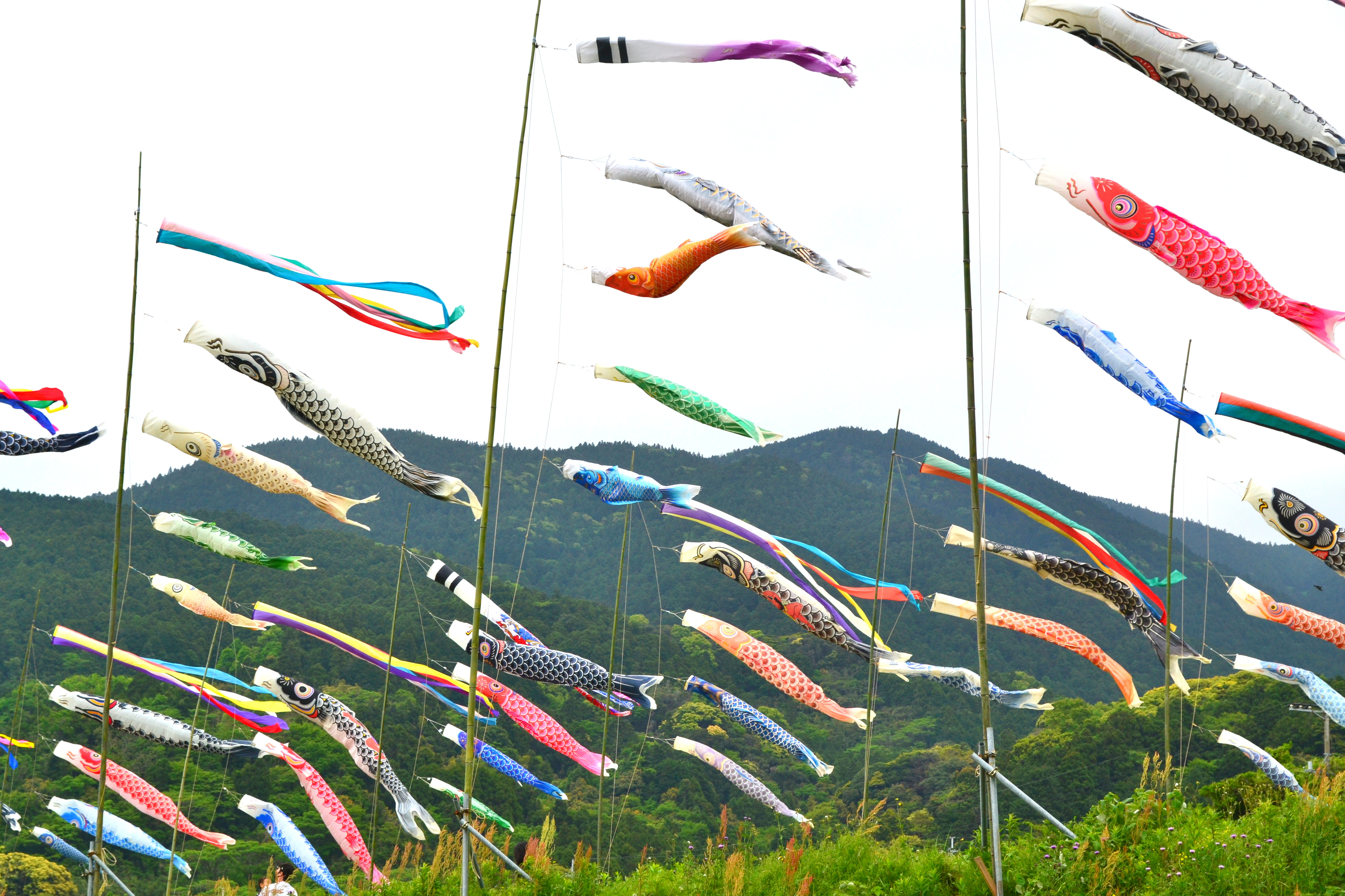 勢いよく泳ぐ鯉のぼり