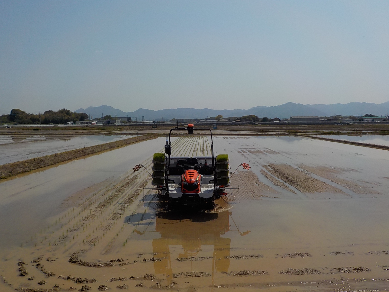 無人ロボット田植機がこちらに向かってくる様子