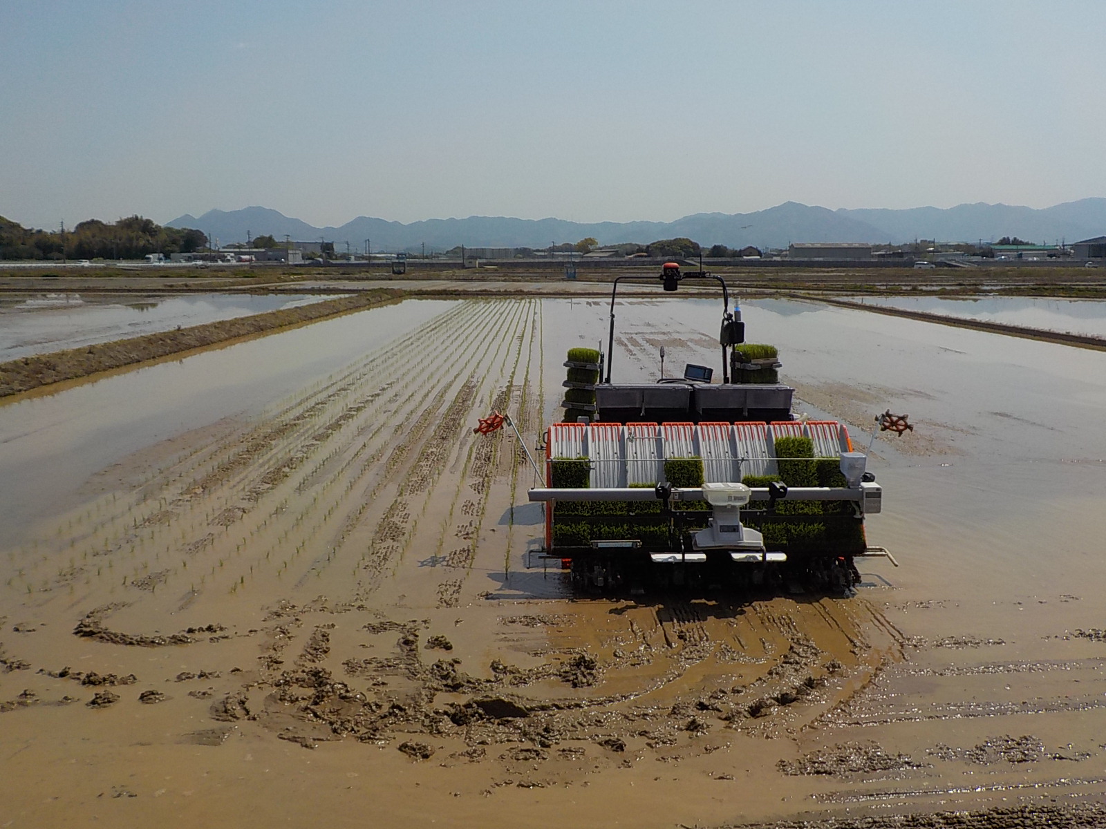 無人ロボット田植機が折り返して向こうへ植えていく様子