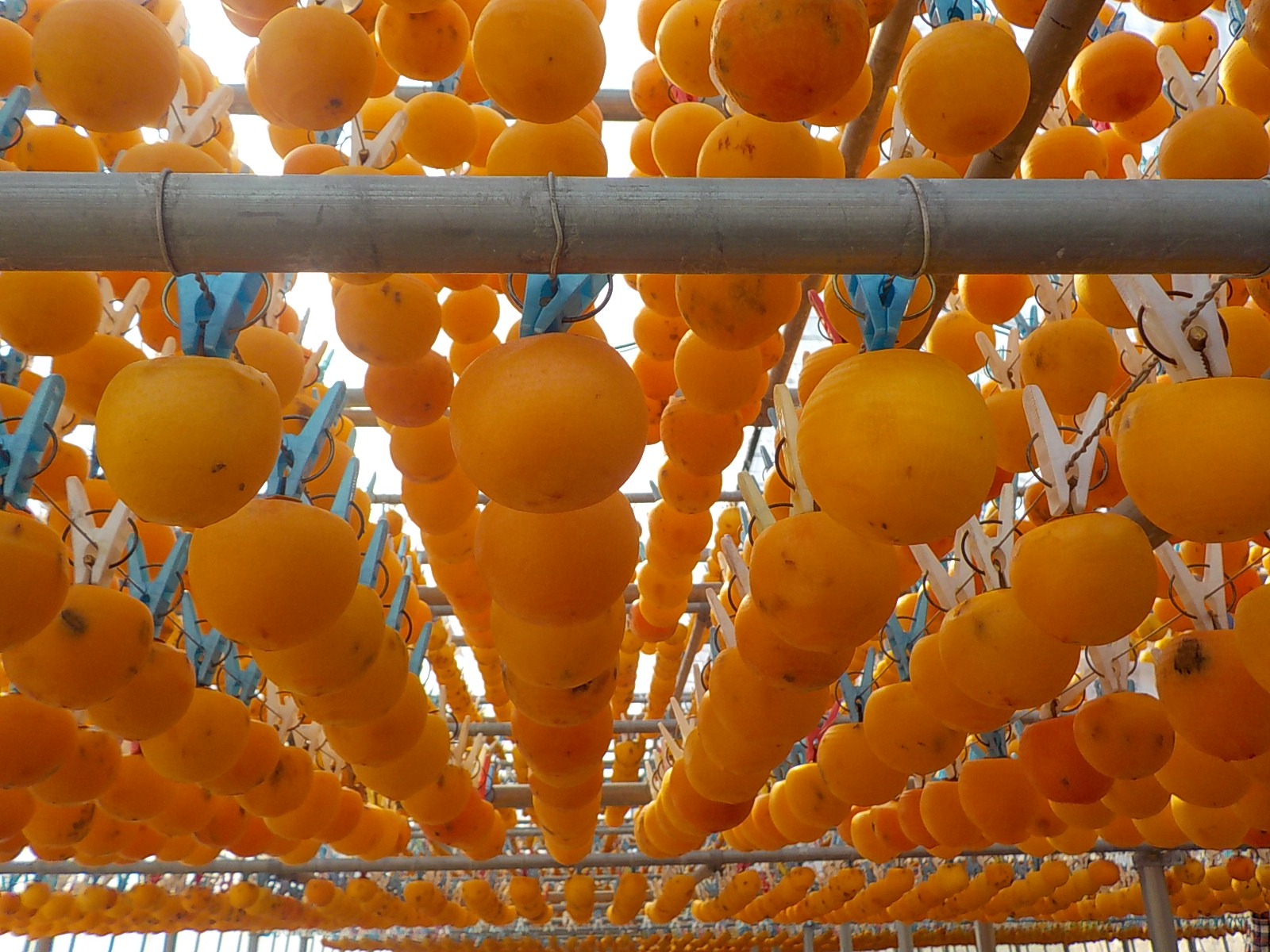 皮むきしたたくさんの渋柿が吊るされている様子