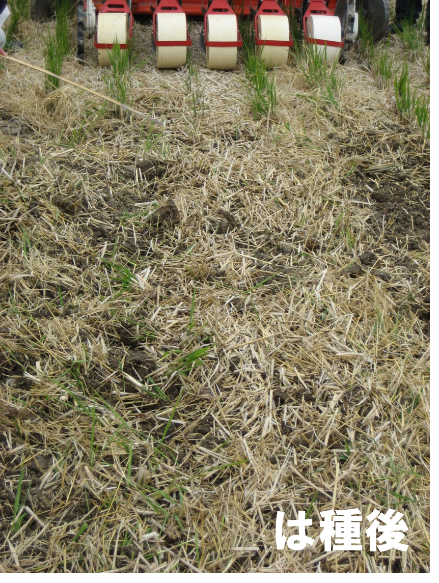 トラクタによる播種後の圃場