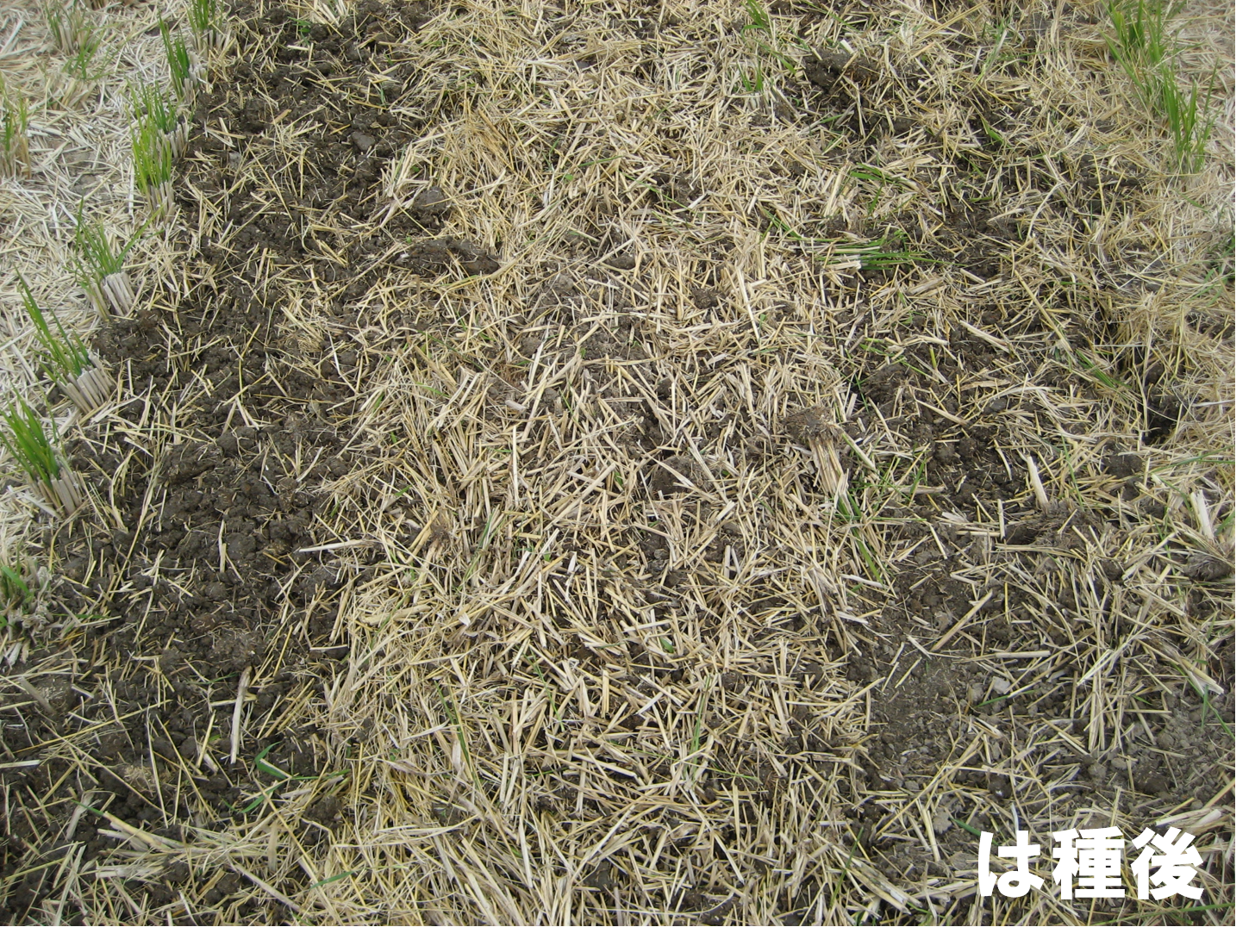 播種後の圃場拡大