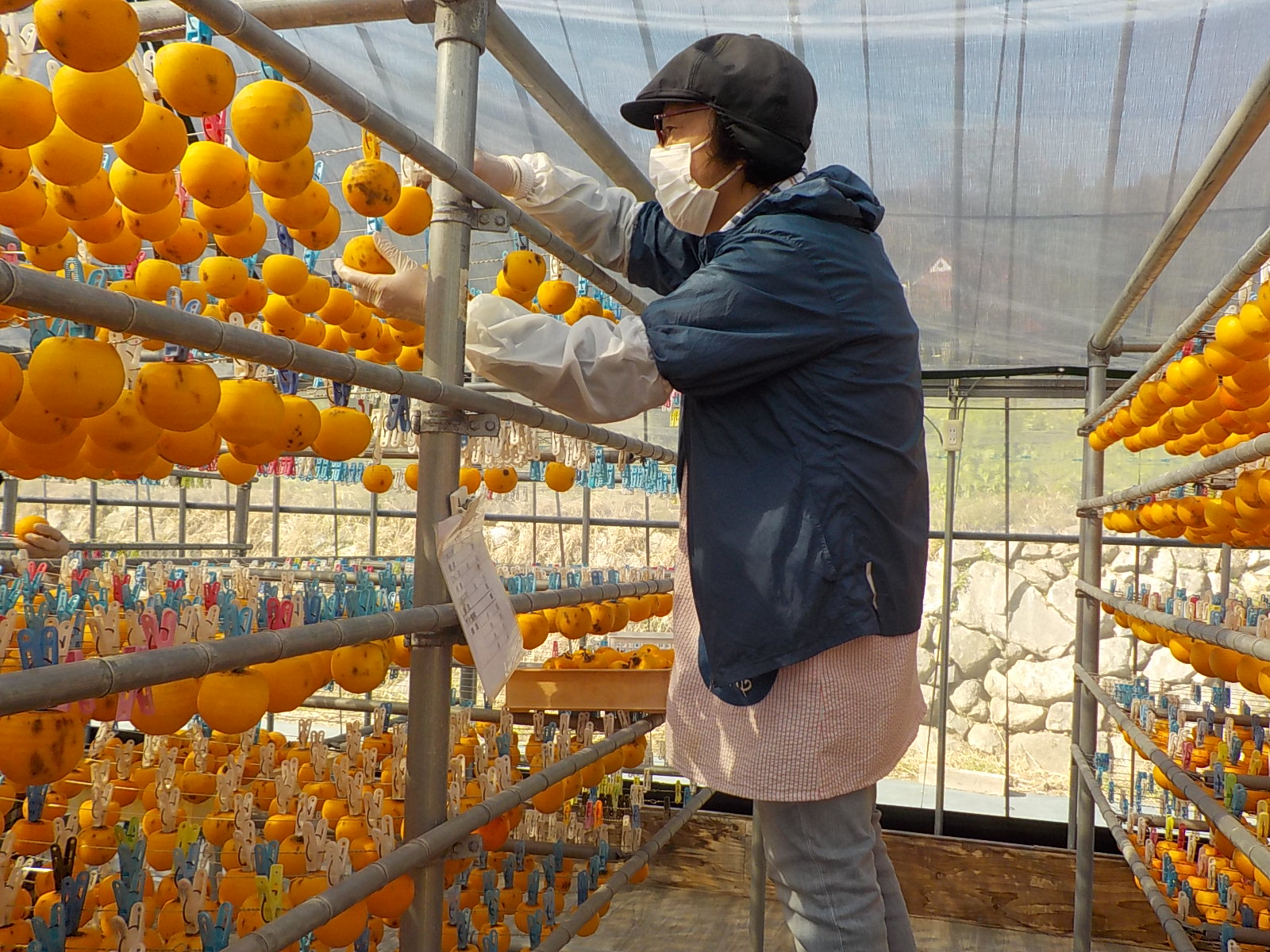 吊るし作業を行っている様子