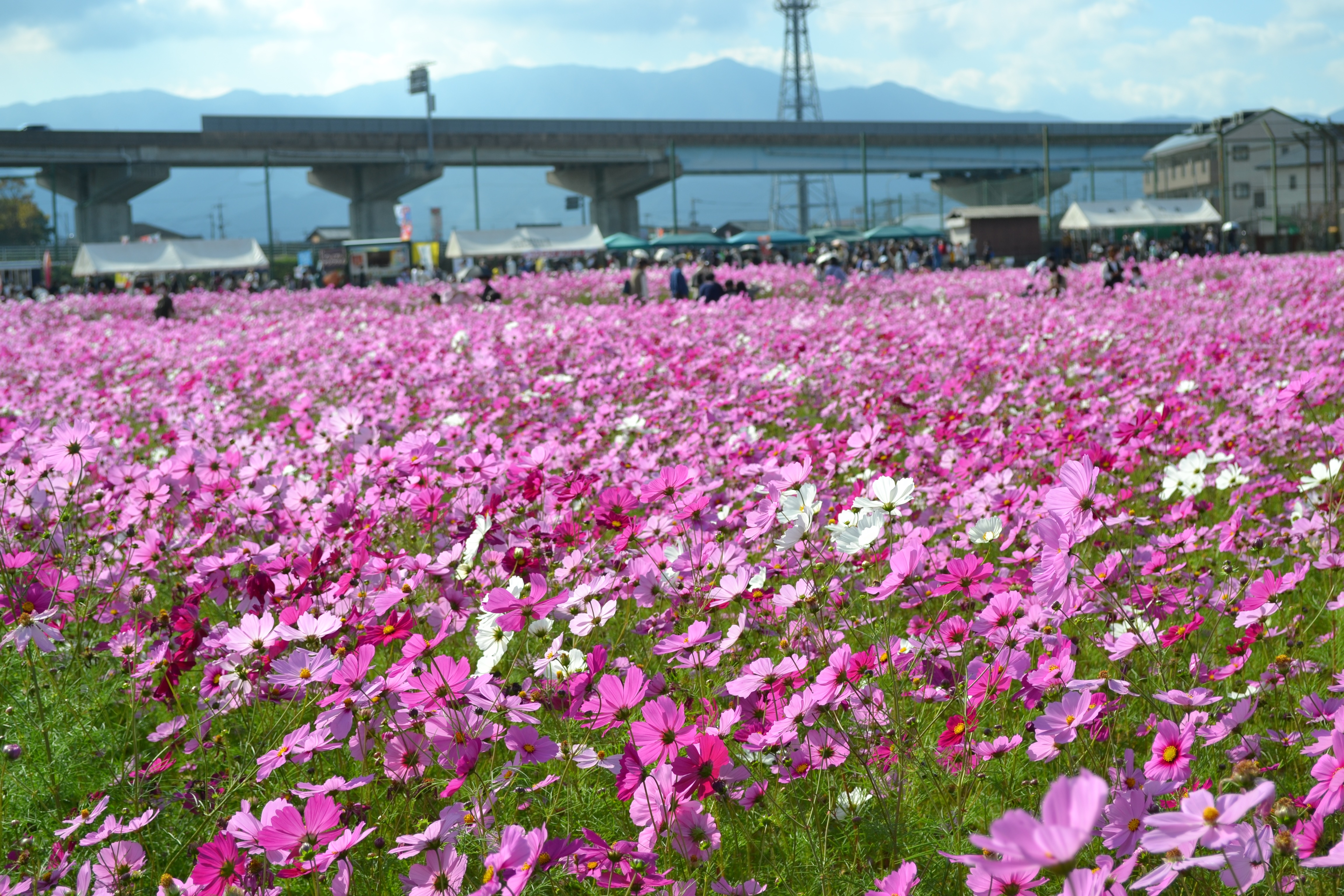 コスモス畑の全景