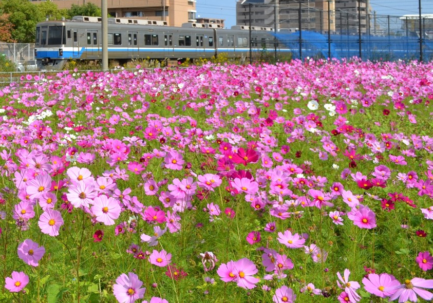 電車を背景にしたコスモス畑