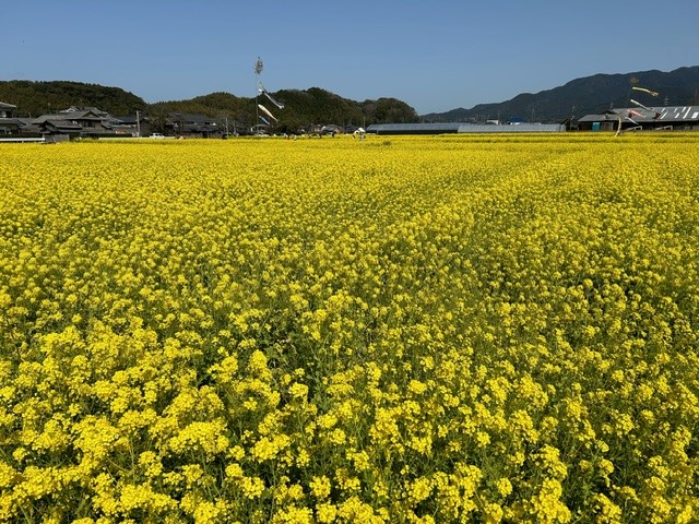 広大な菜の花畑の全景