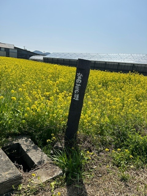 菜の花畑と案内板