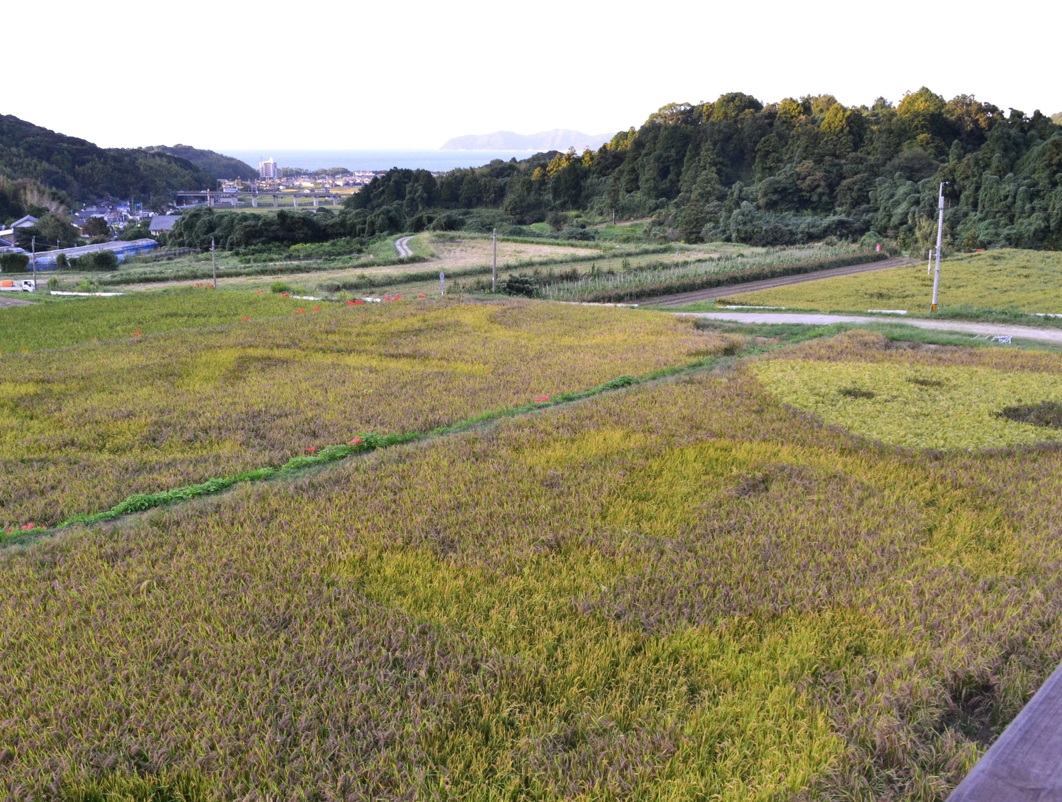 稲刈り前の田んぼアート全景