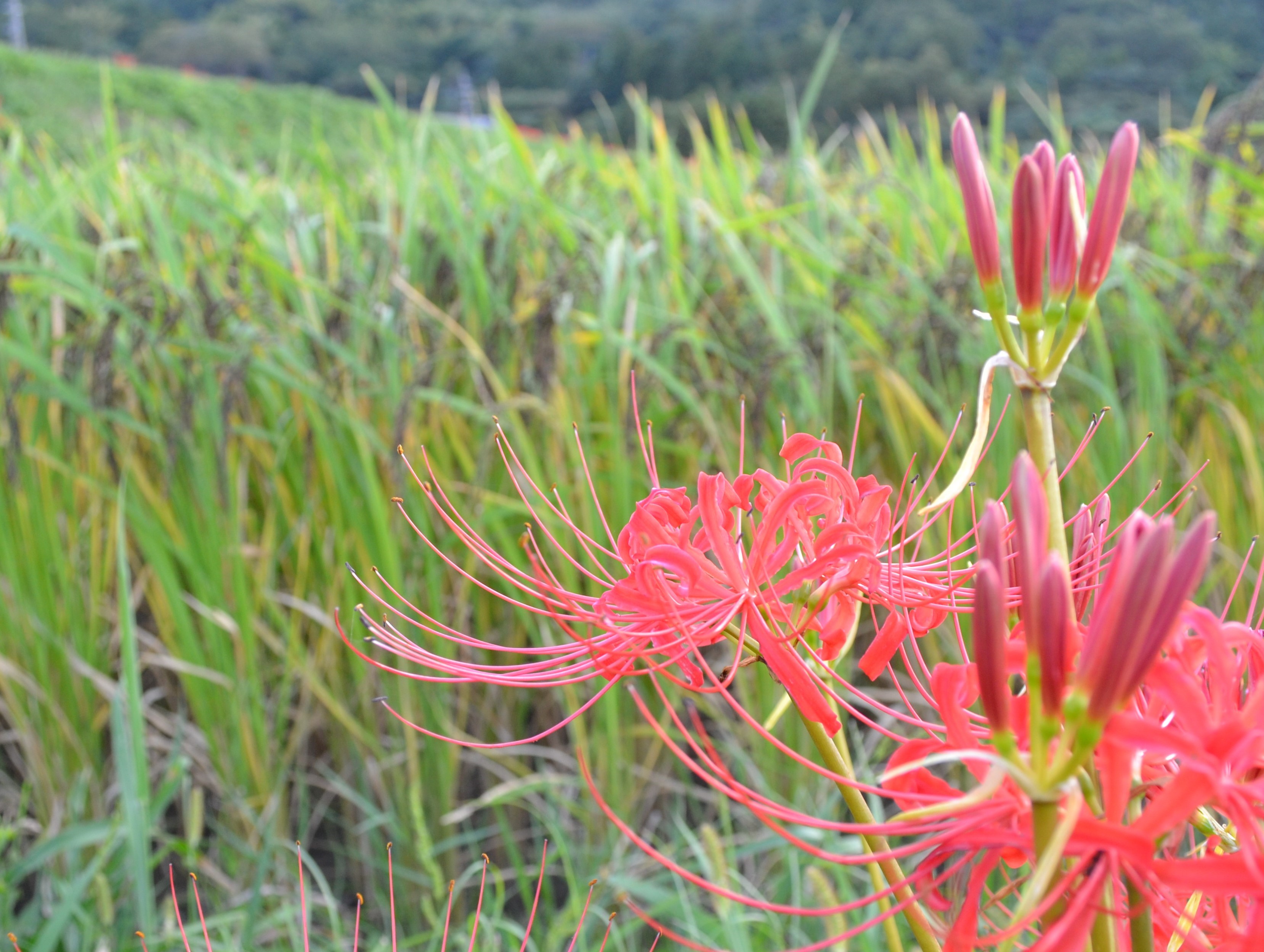 彼岸花越しの稲穂