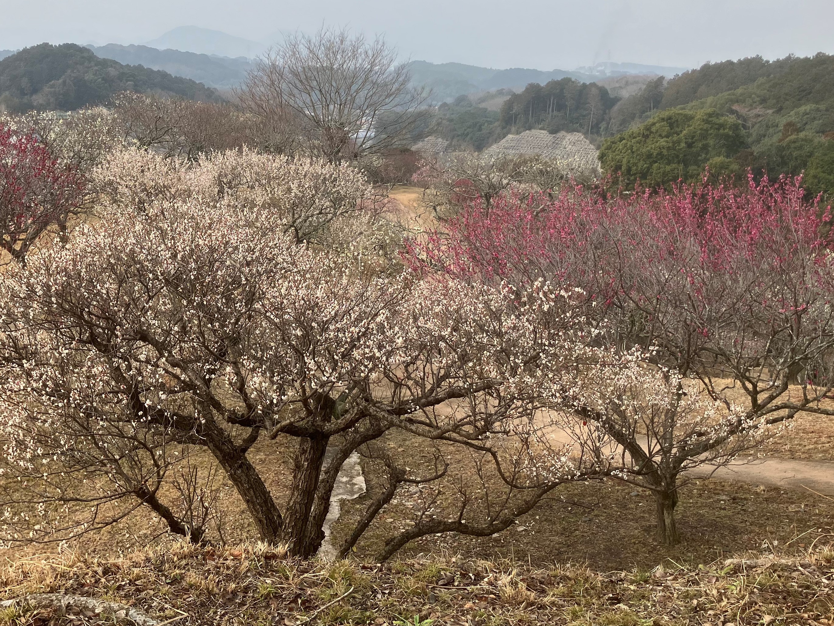 紅白の花が咲いている梅の木