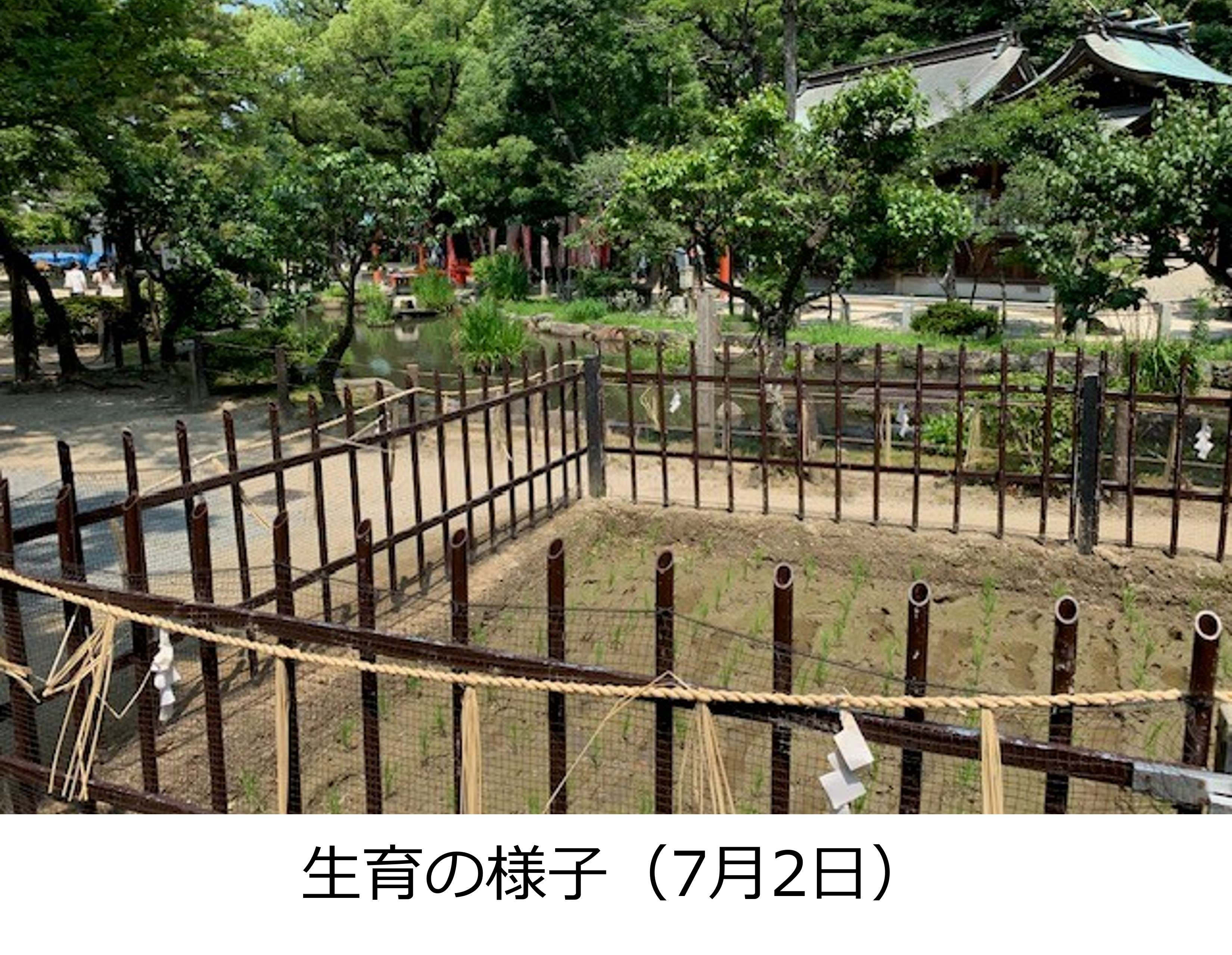 生育の様子（7月2日）