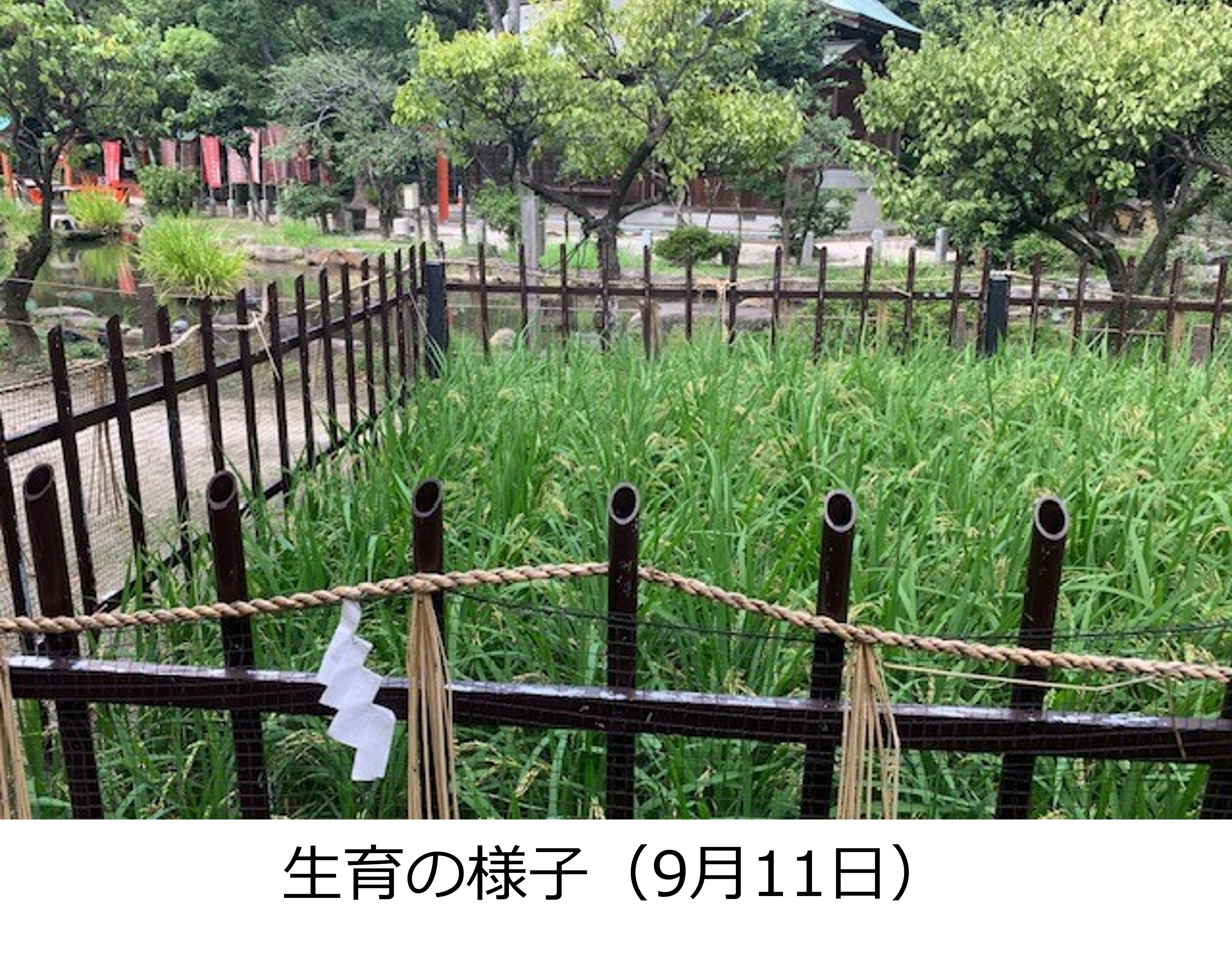 生育の様子（9月11日）