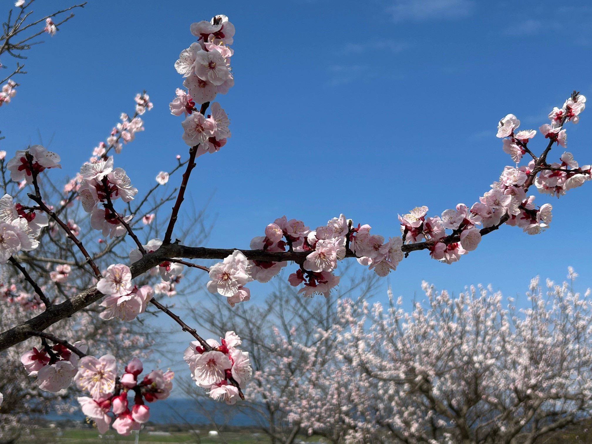 青空に映えるあんずの花