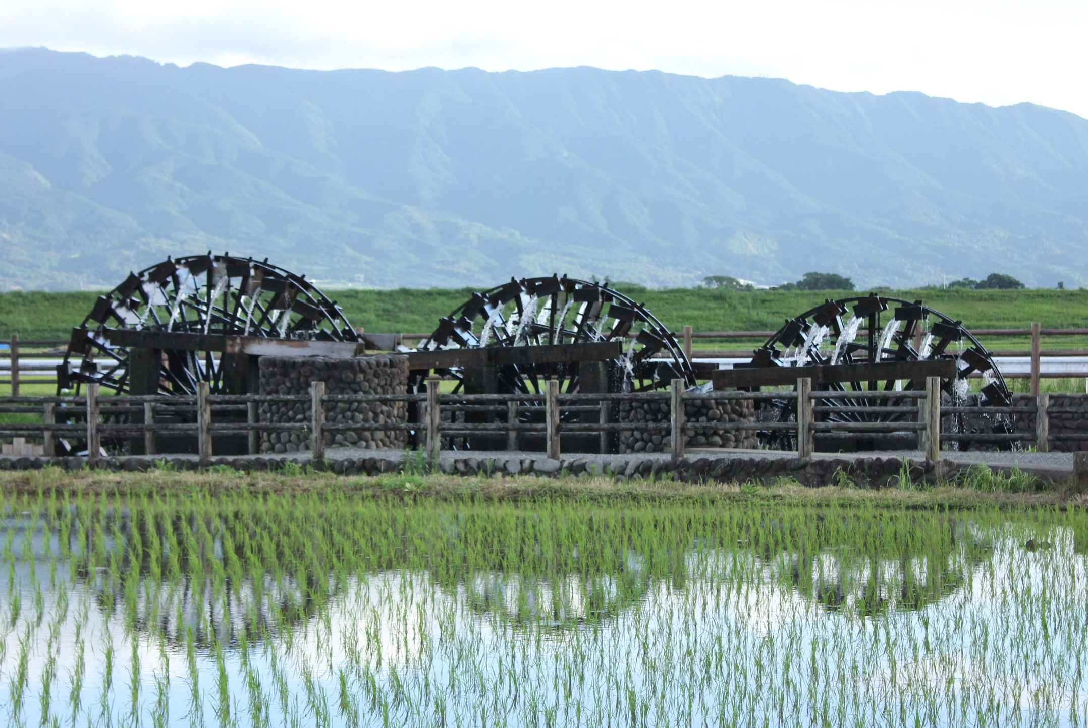 田植後の水田に映る三連水車