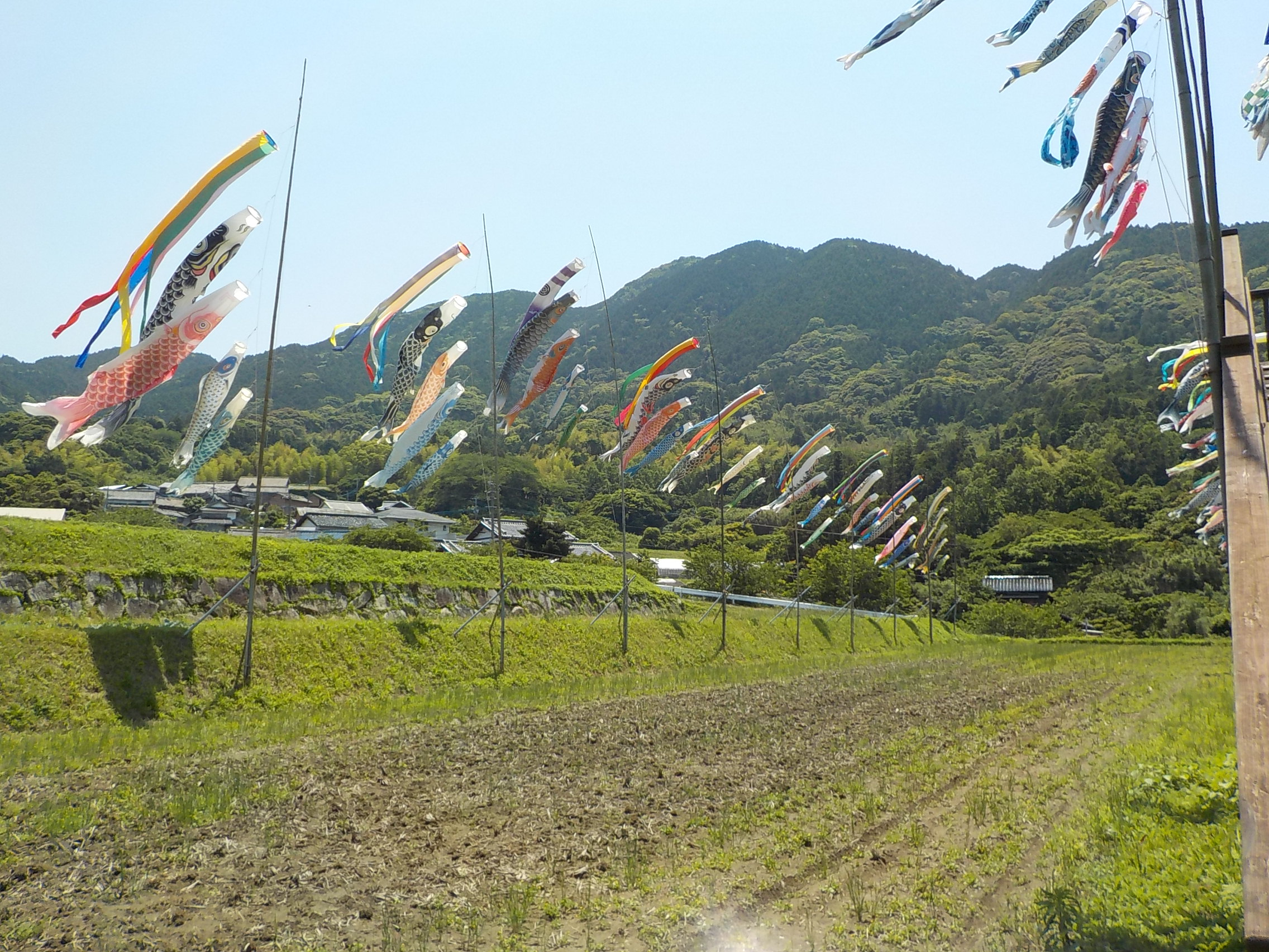棚田に広がった鯉のぼりが泳ぐ様子