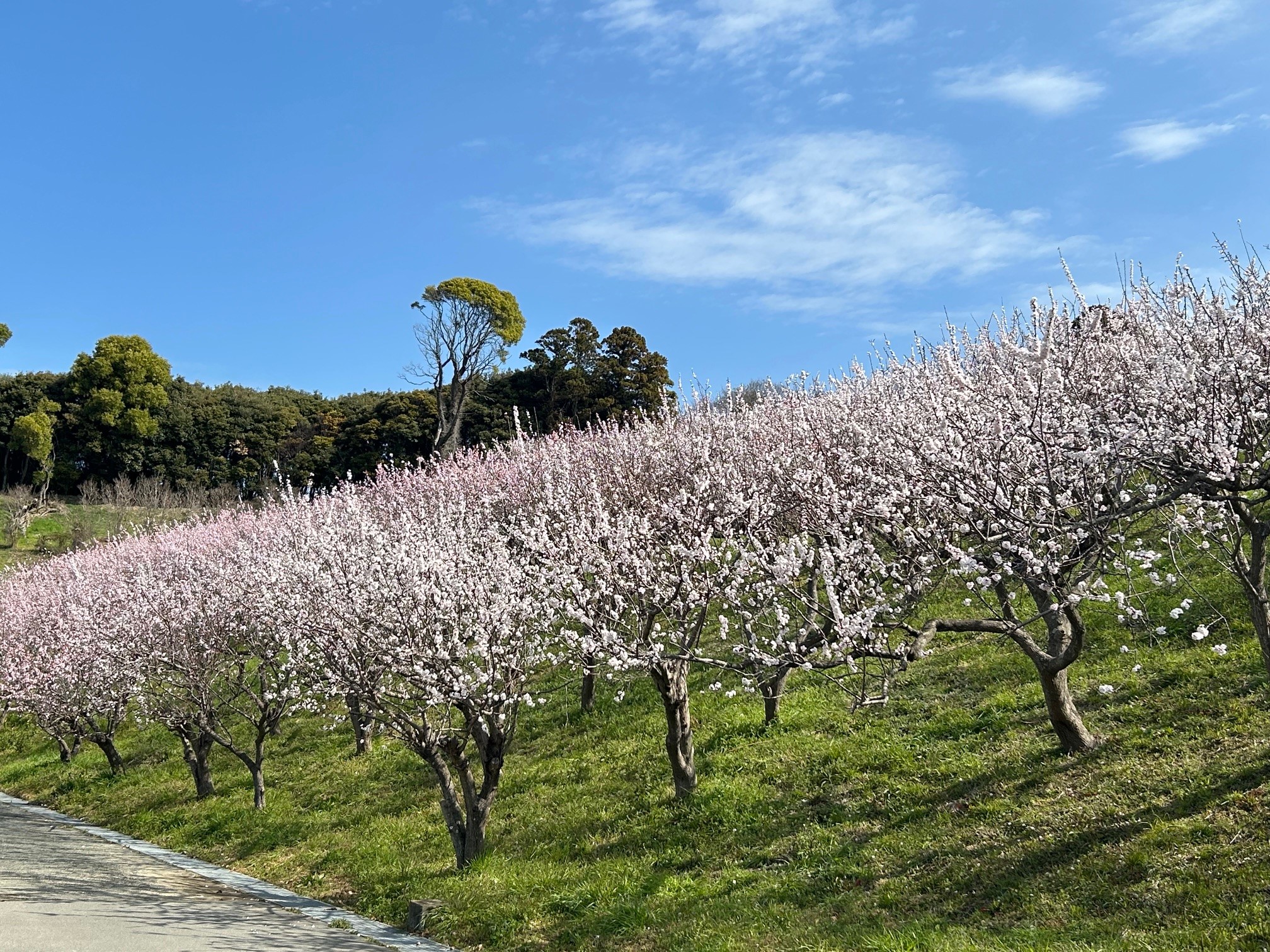 あんずの花畑の全景
