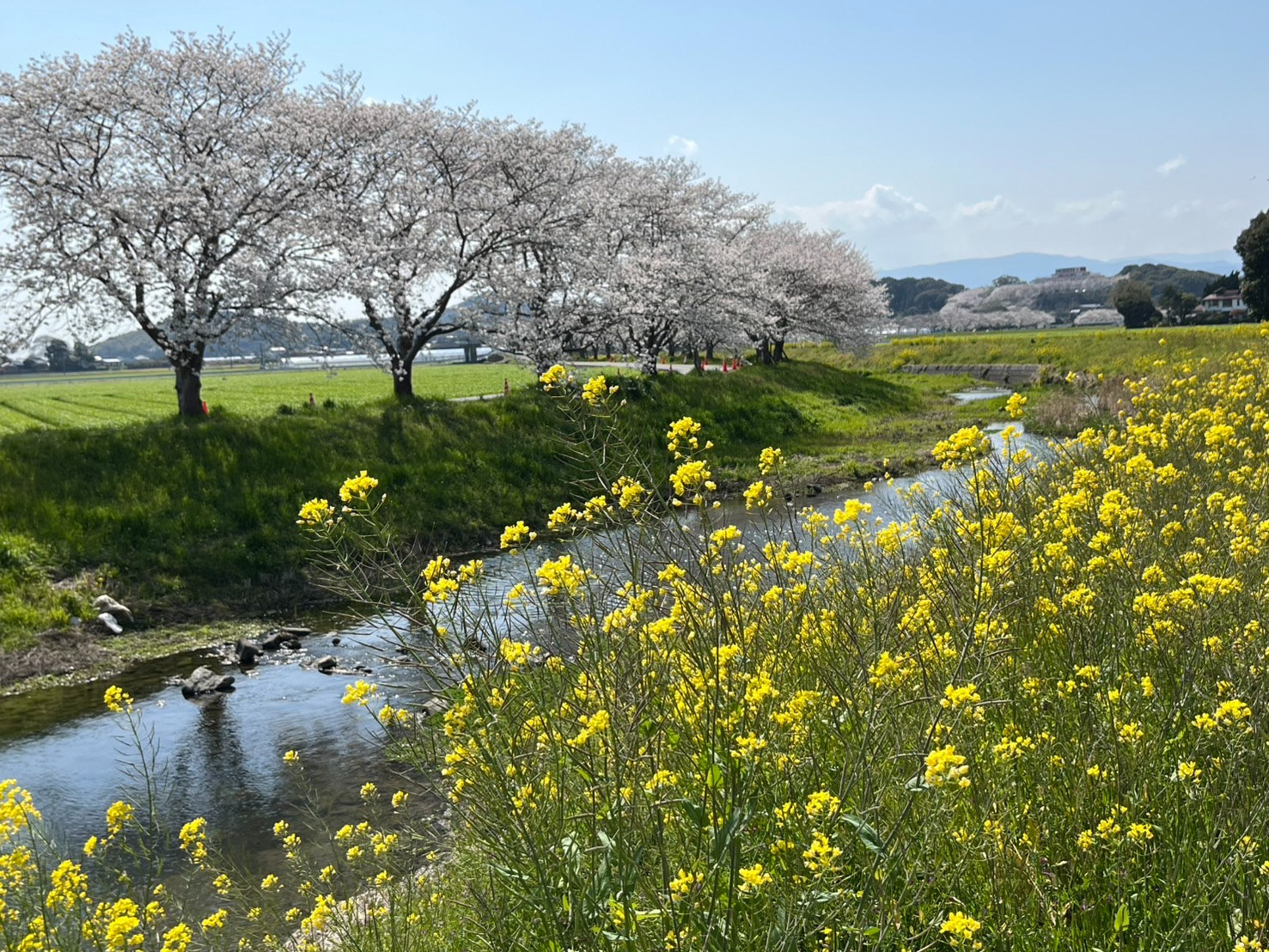菜の花と草場川をきさんで見渡せる桜並木