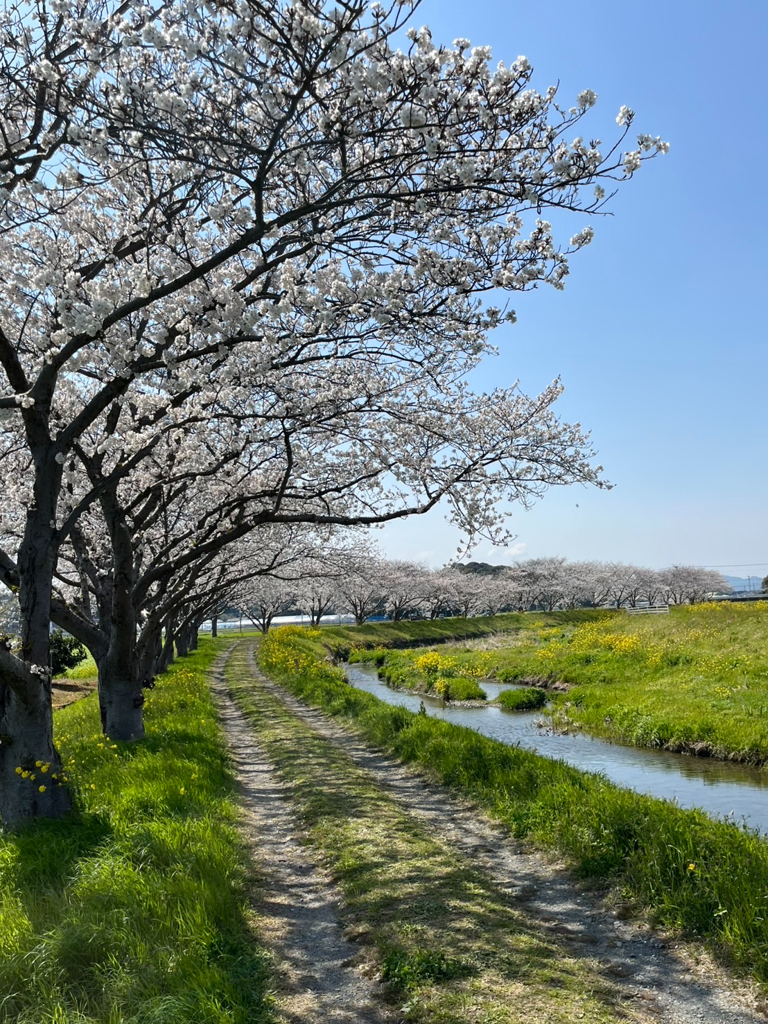 草場川の側道から見える桜並木