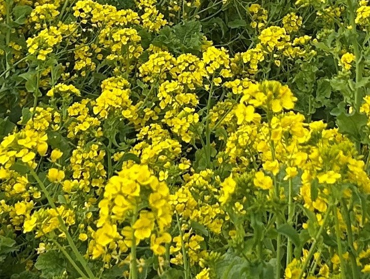 菜の花