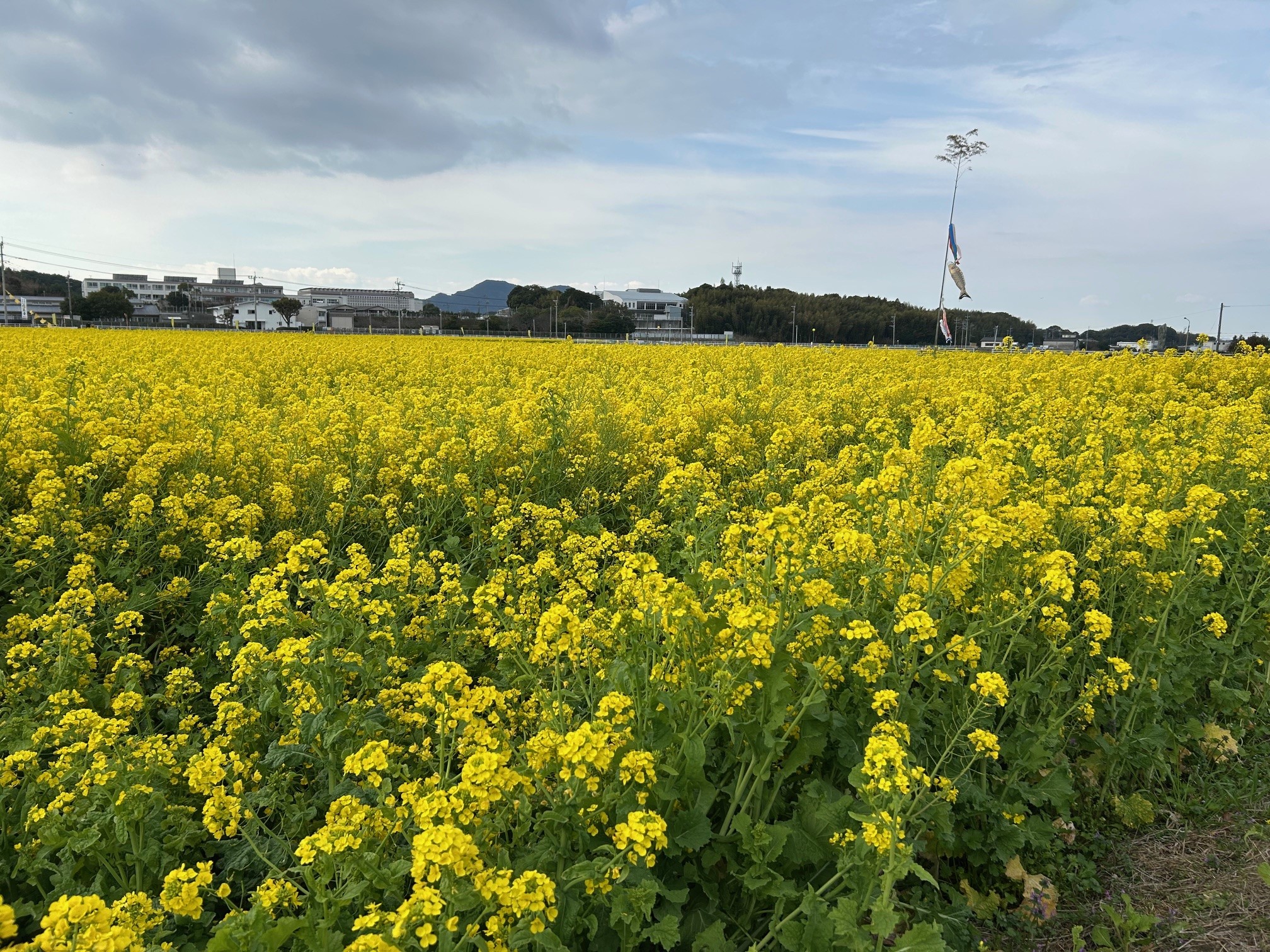 菜の花畑