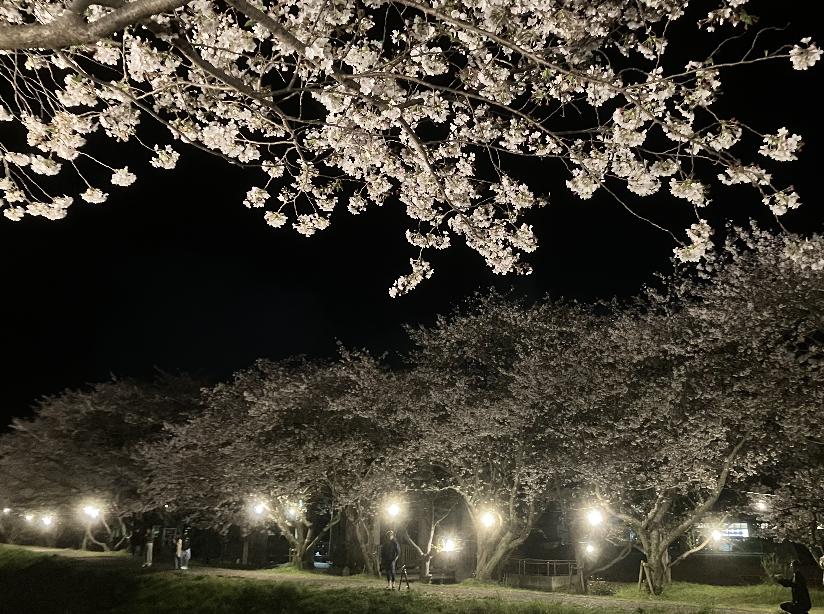 ライトアップされた桜並木