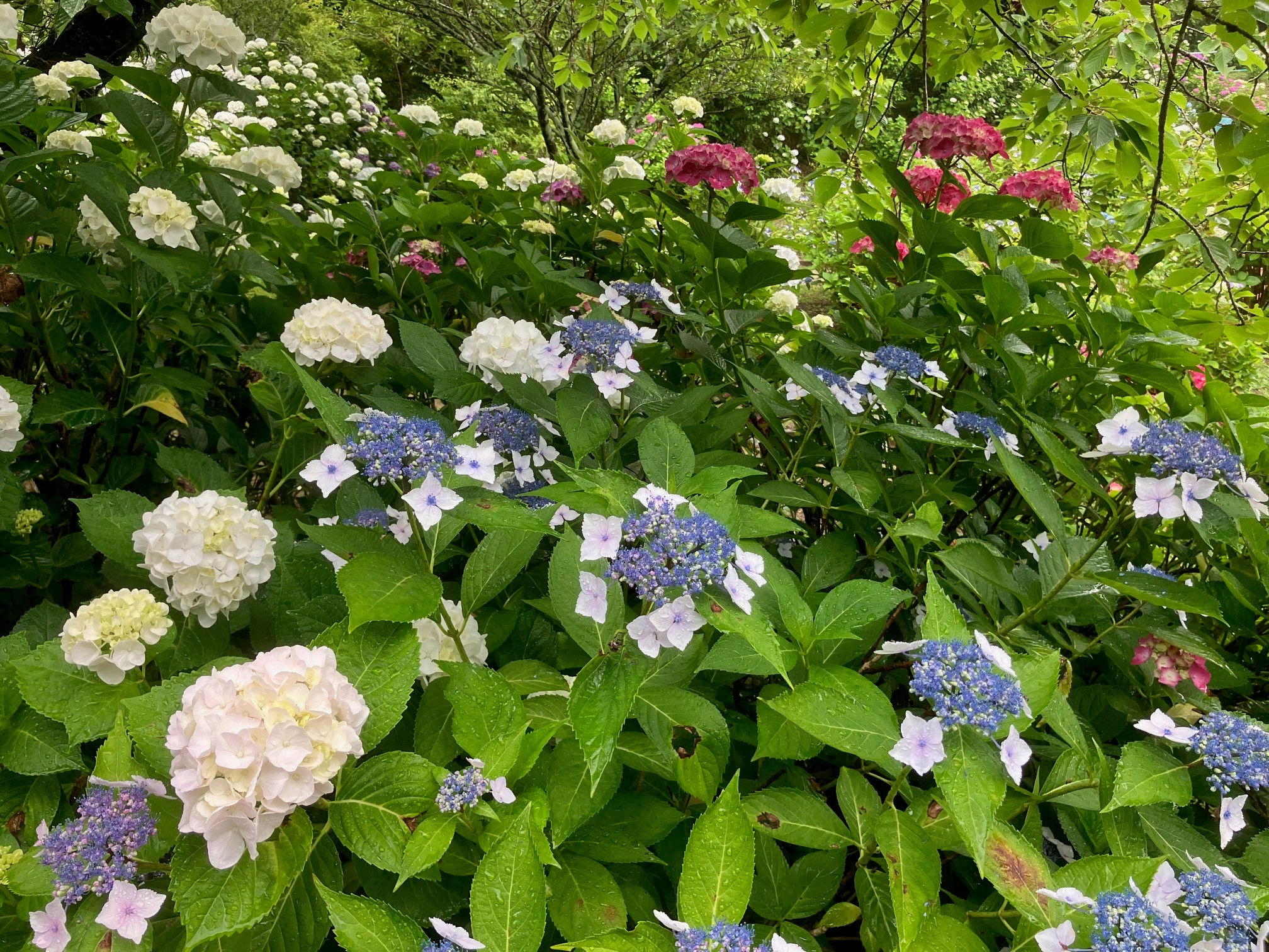 白、青、赤い花弁のあじさい