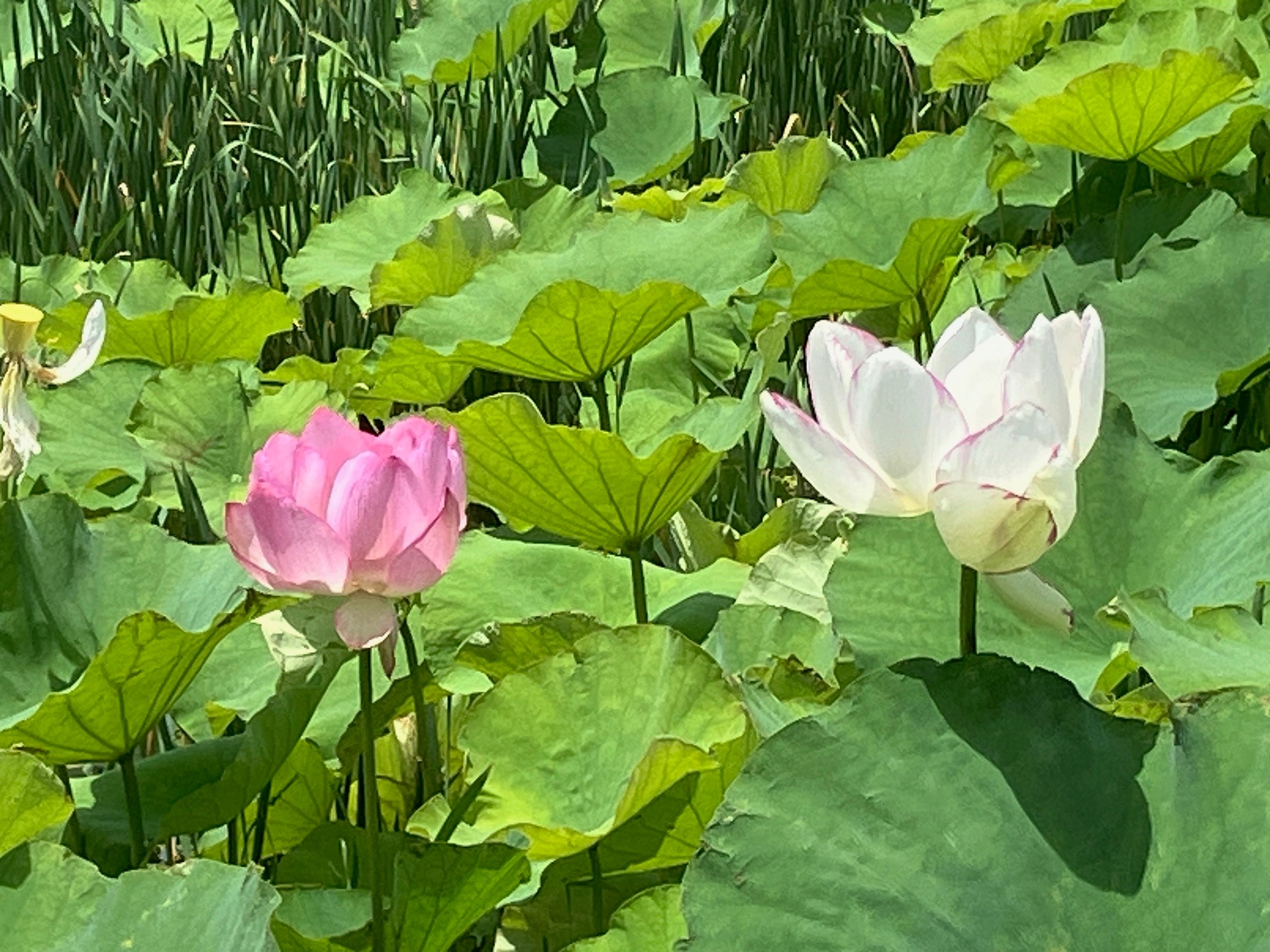 ピンクと白色の蓮の花