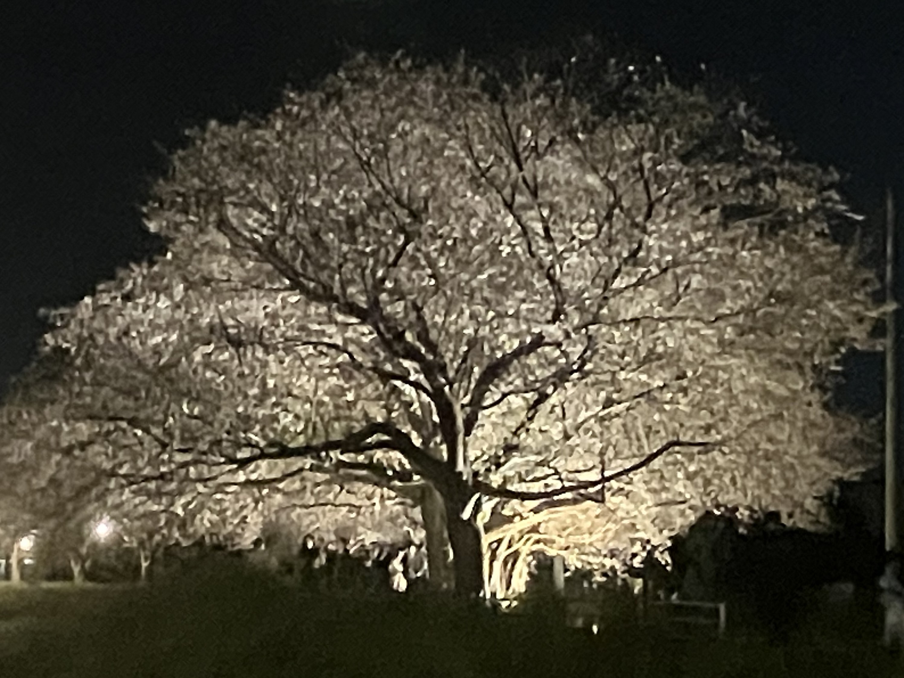 ライトアップされた桜の木