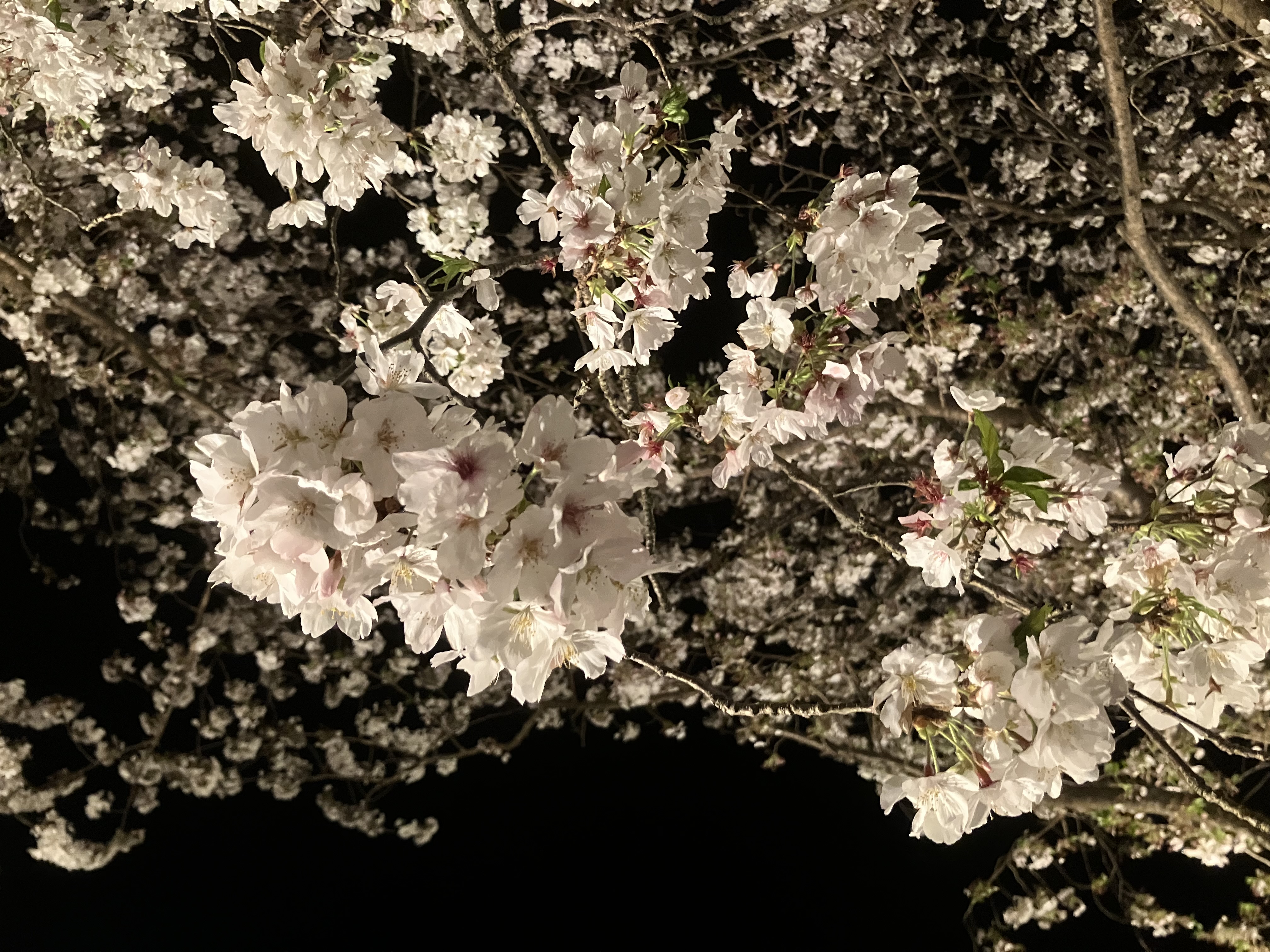 桜の花の画像