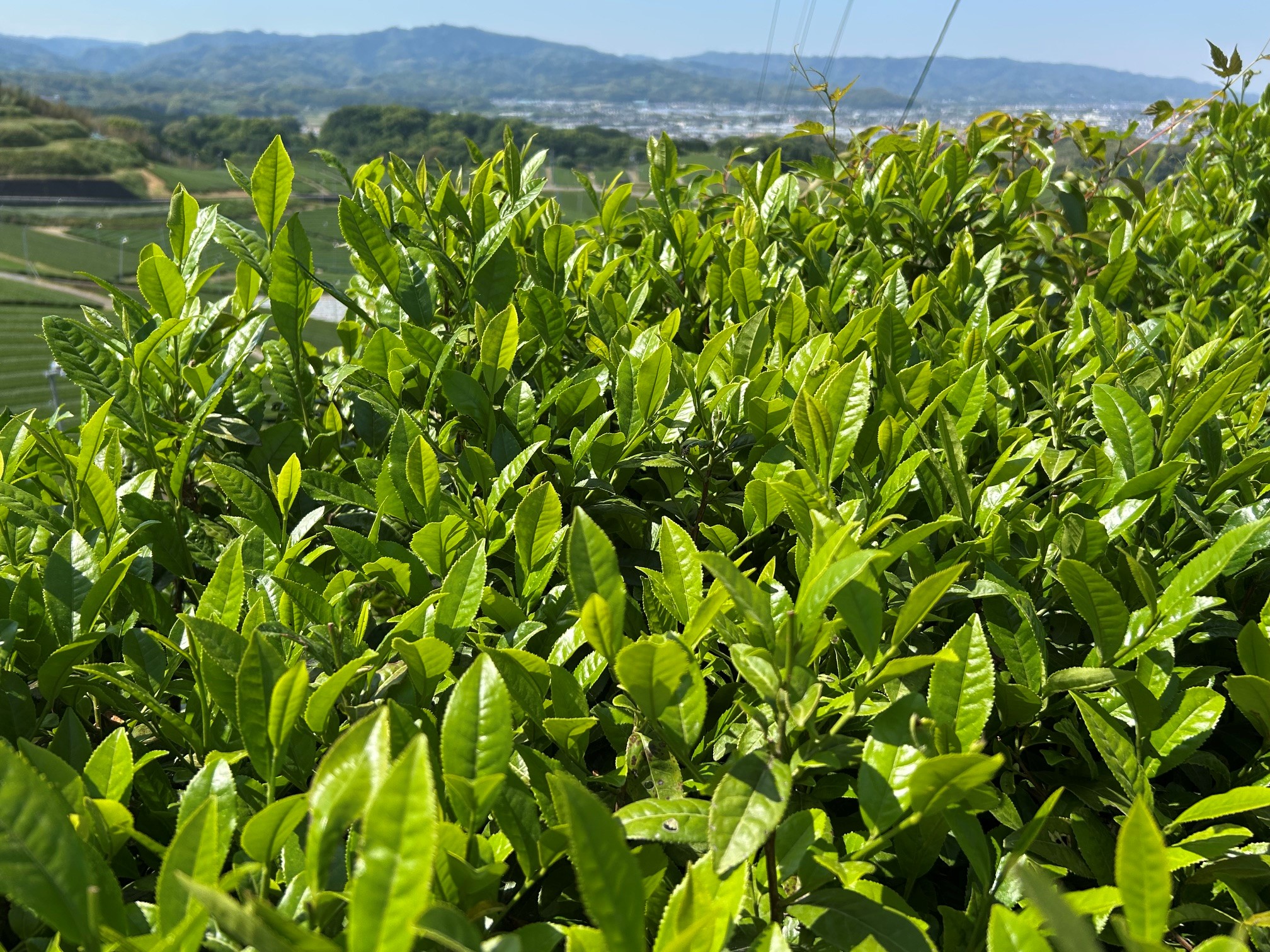 収穫前の茶葉