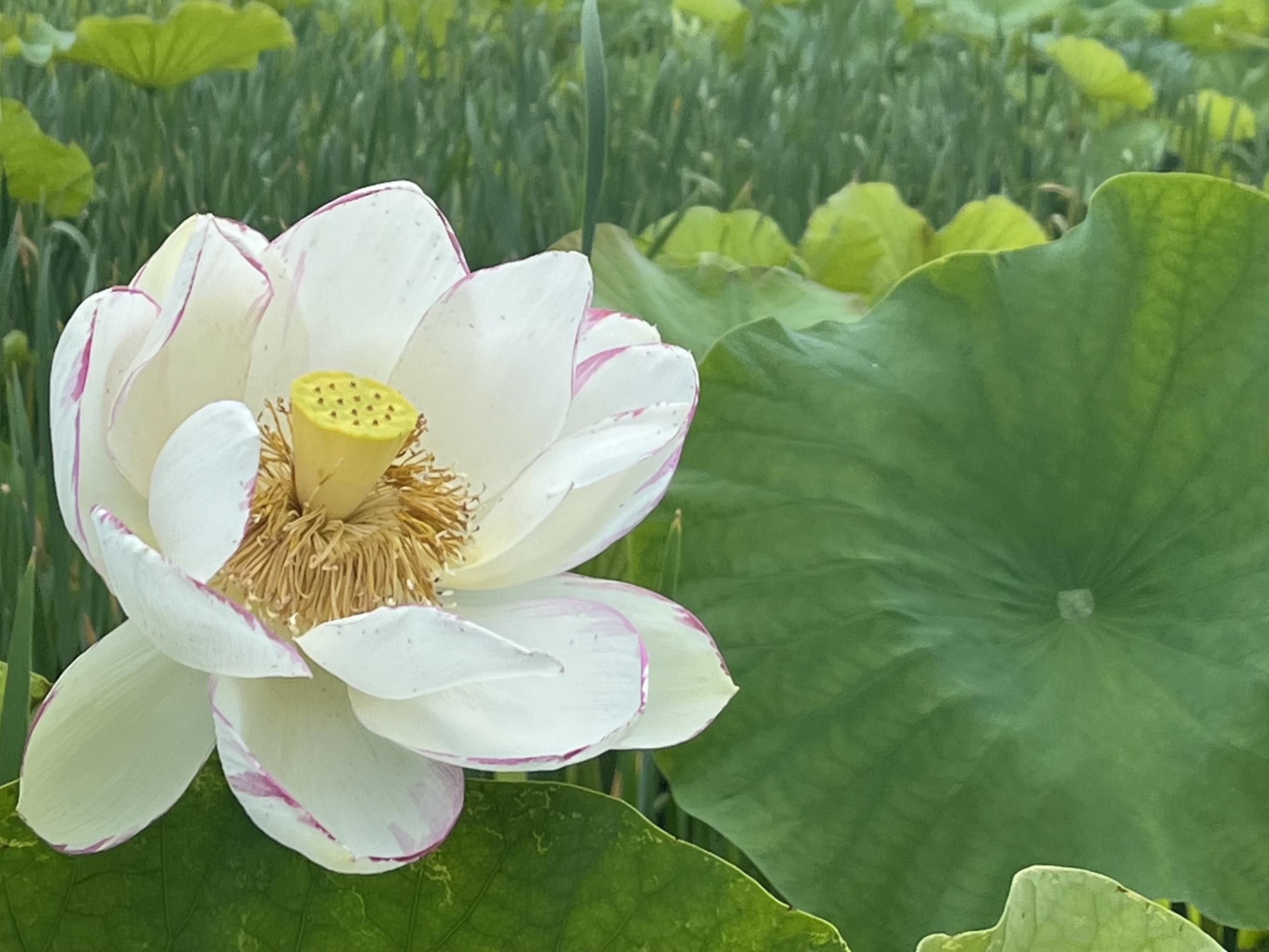 白色の蓮の花