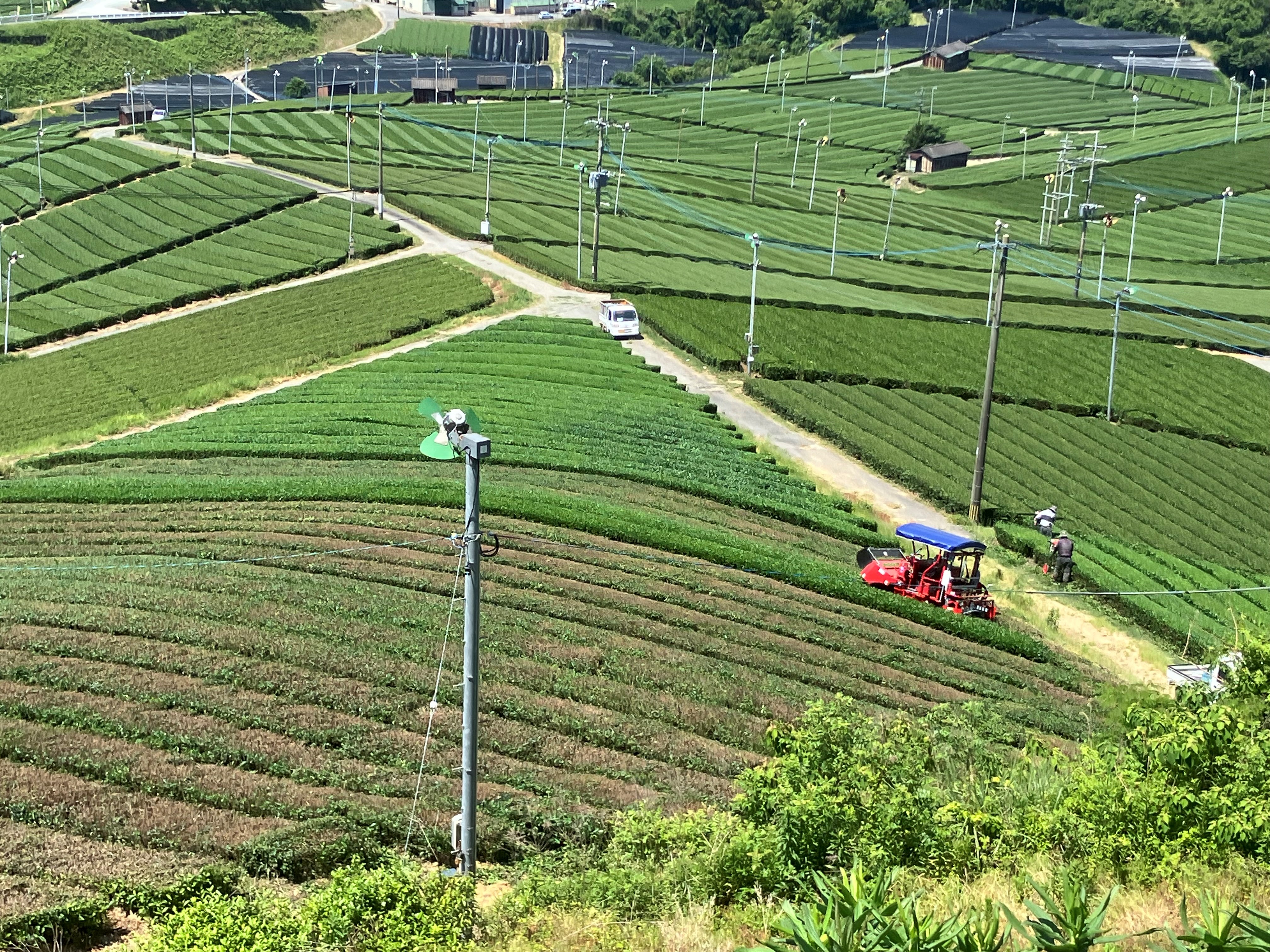 茶葉を機械で収穫している様子