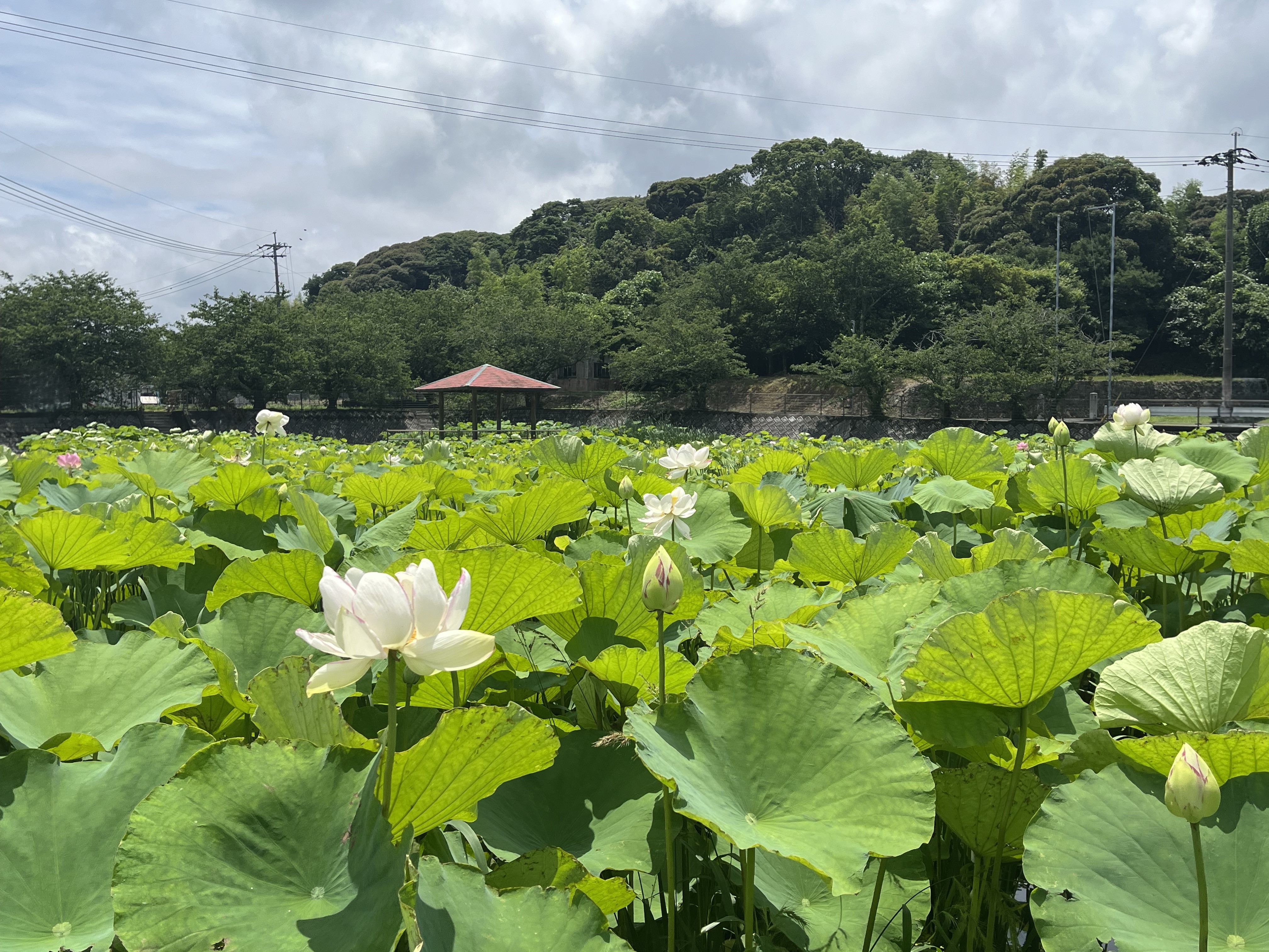 公園全体の風景