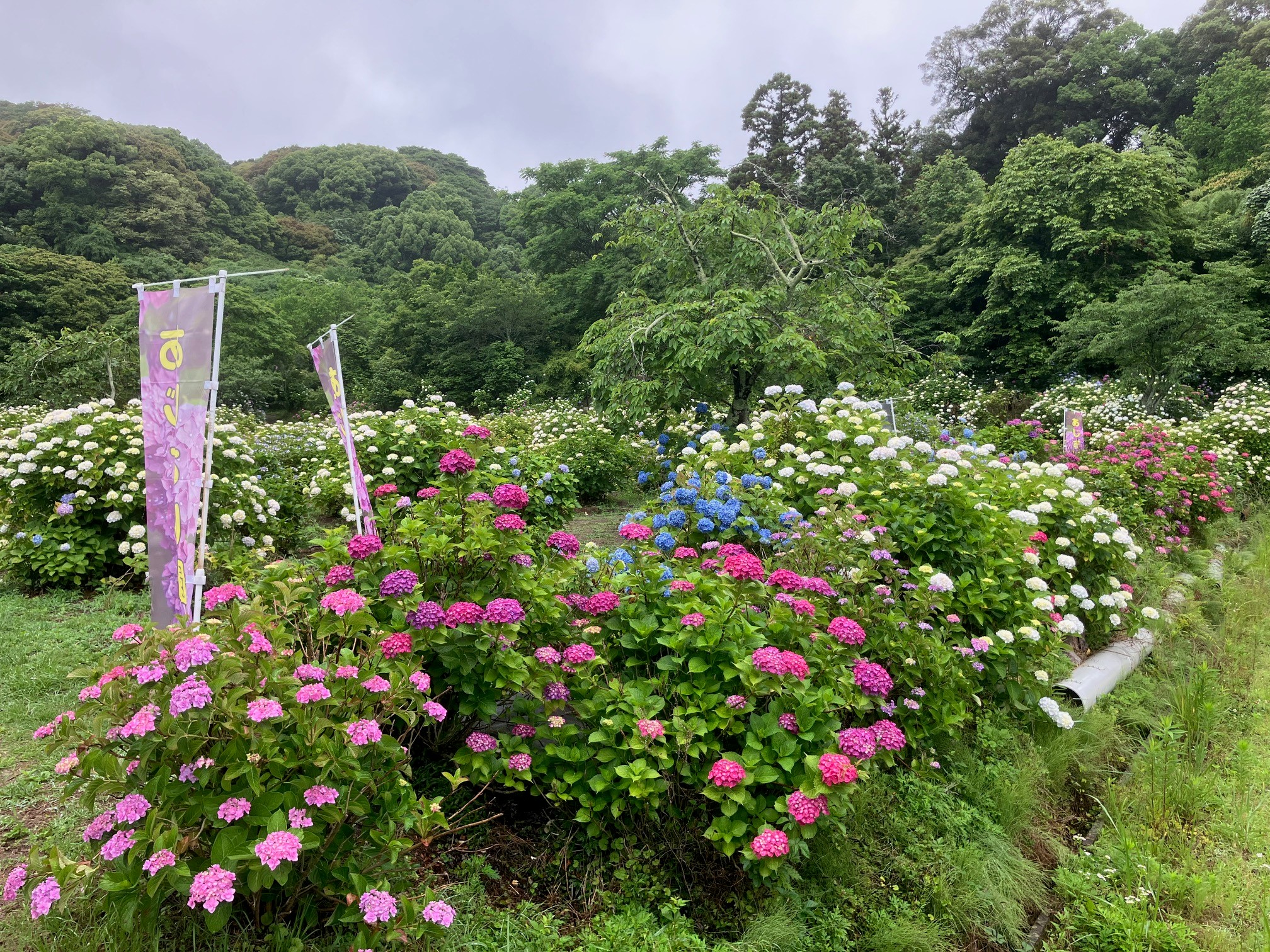 赤や青、白など色々なあじさいが咲いている公園内の様子
