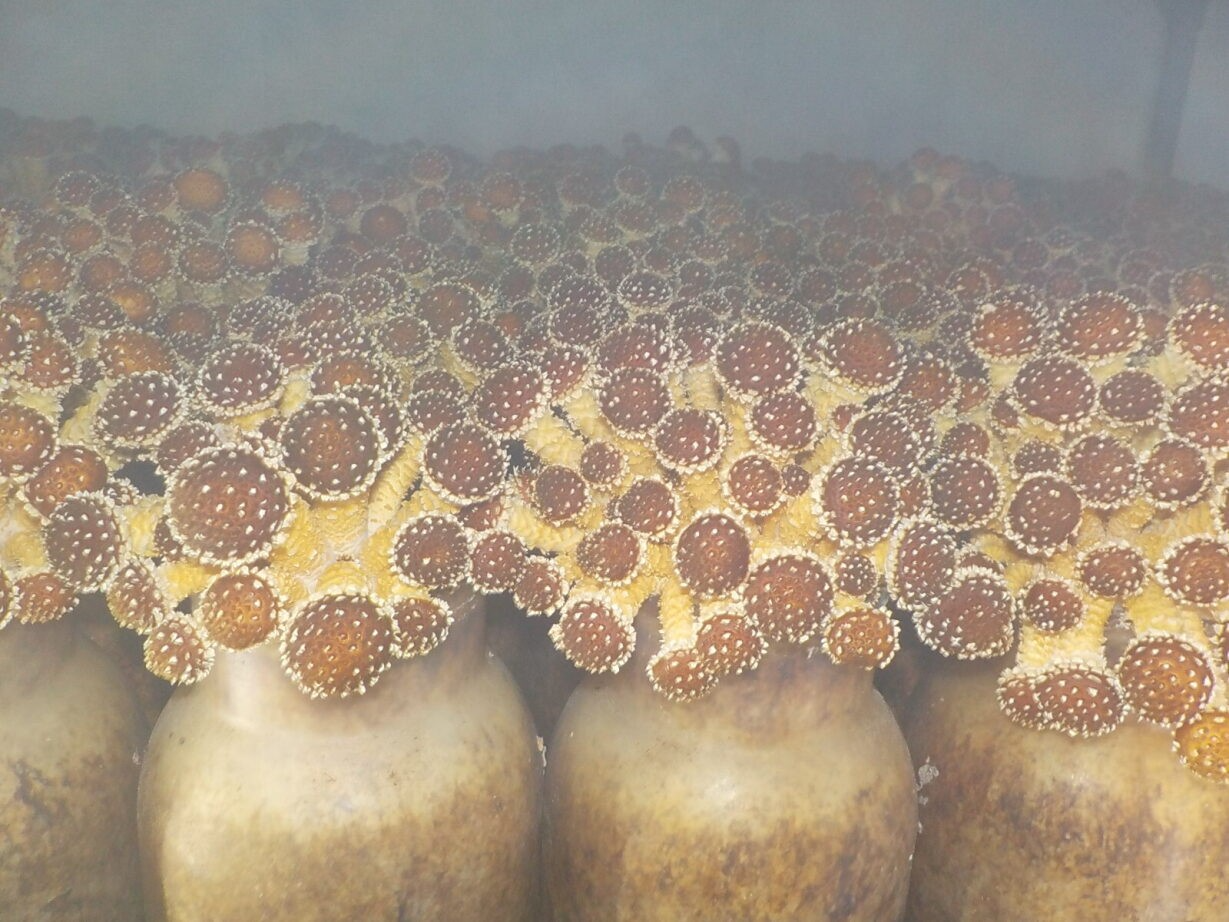 最適な環境で栽培中の博多すぎたけ