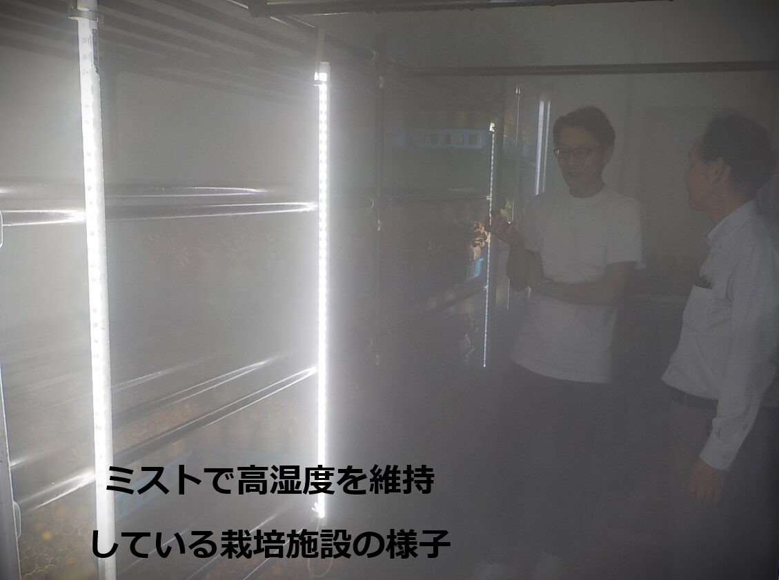 ミストで高湿度を維持している栽培施設の様子