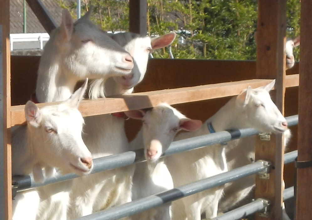 KOYASUFARM様3