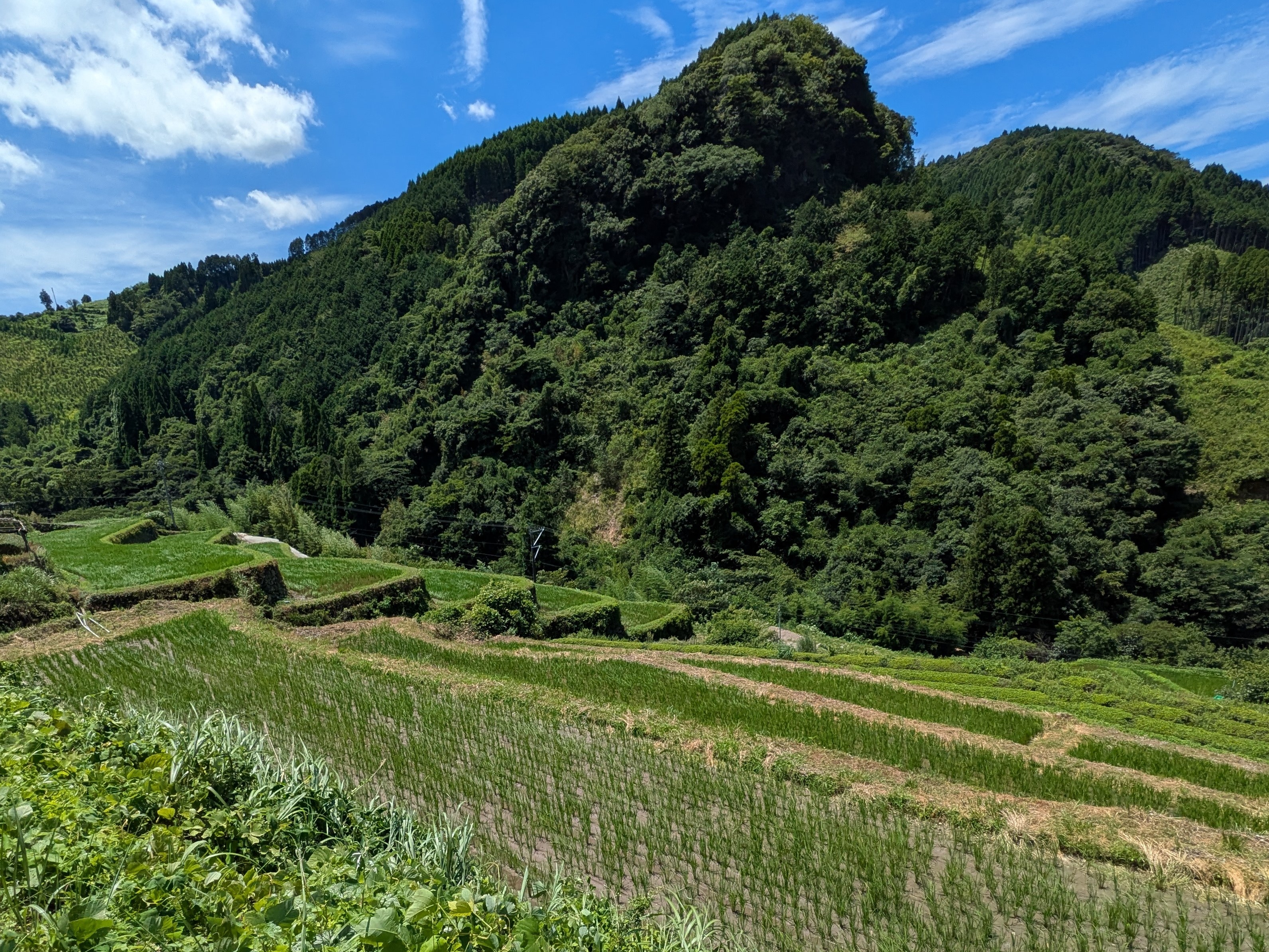 笠原東地区棚田の様子