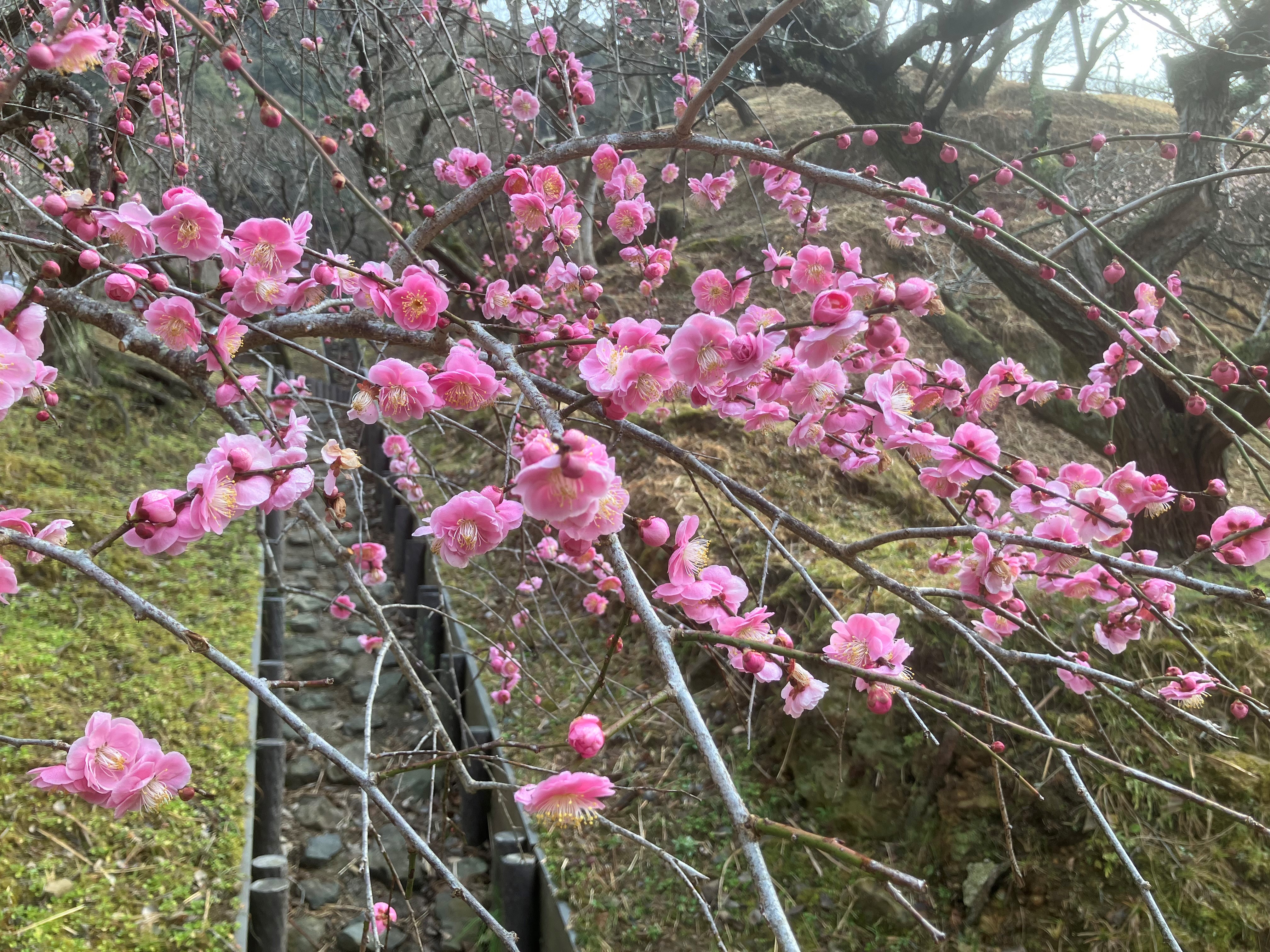 ピンクのしだれ梅