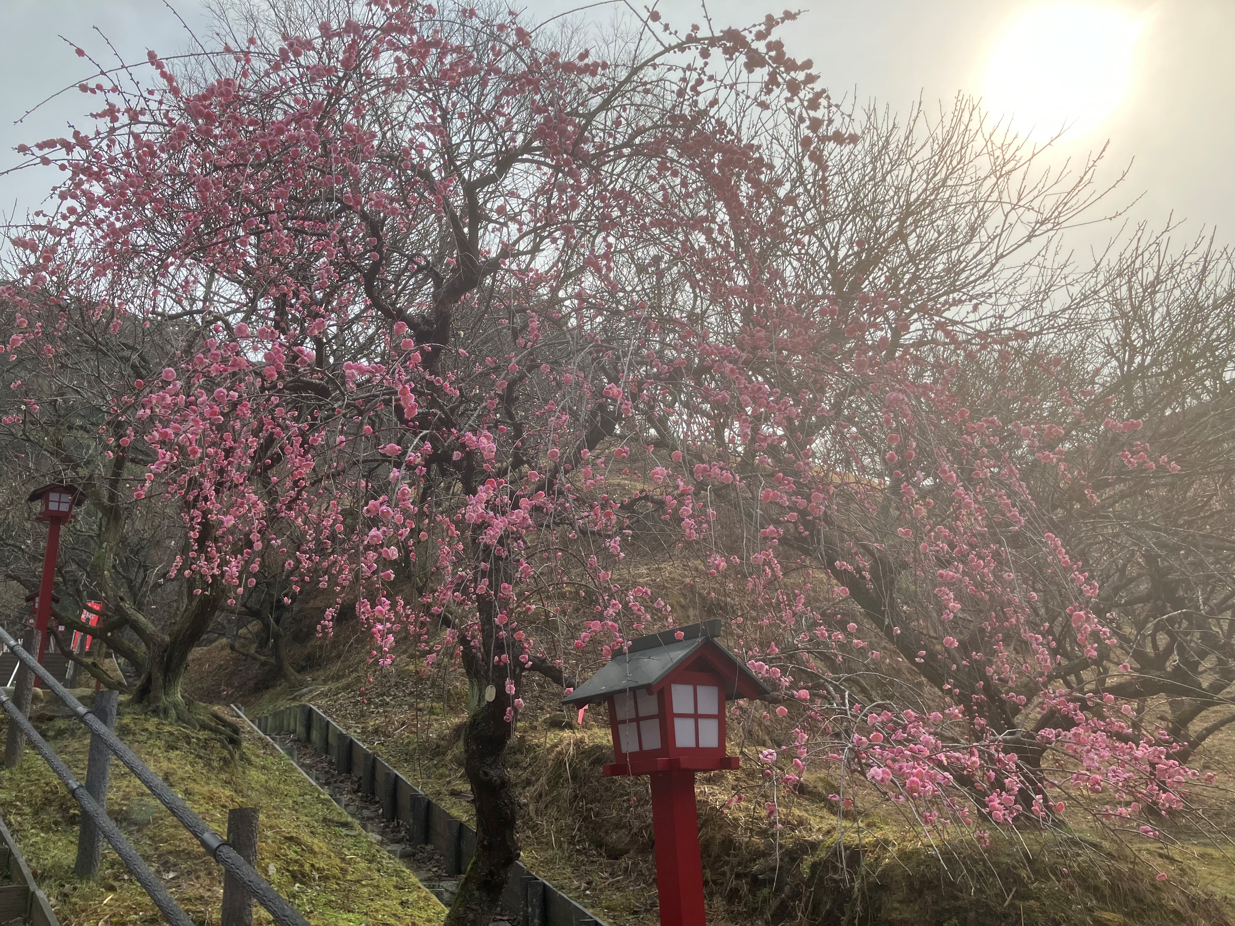 ピンクの花が咲いている梅の木