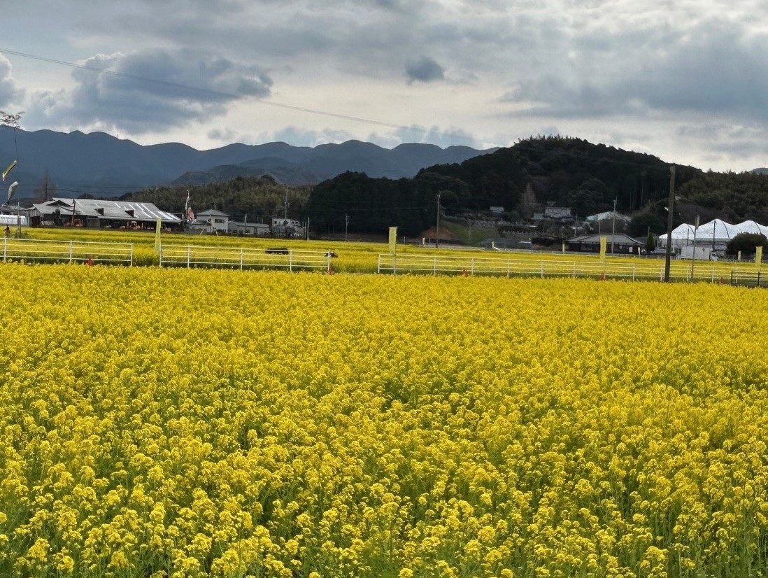 広大な菜の花畑の全景